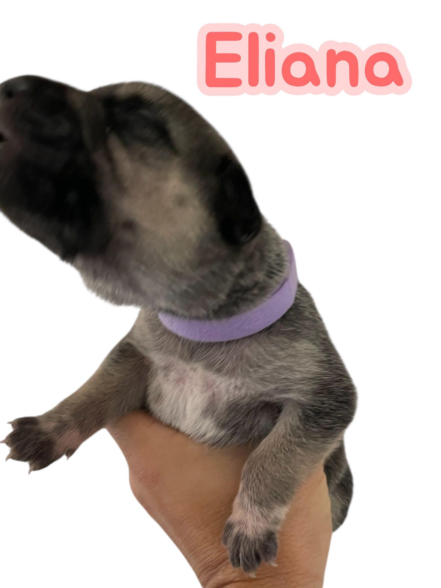 Sunny's Puppies - 4 Girls - MD