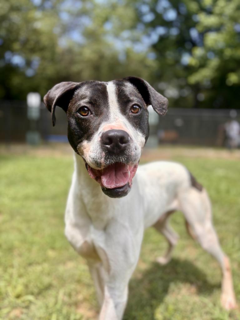 ATLAS, a Adoptable mixed breed in Little Rock, AR image 2/4