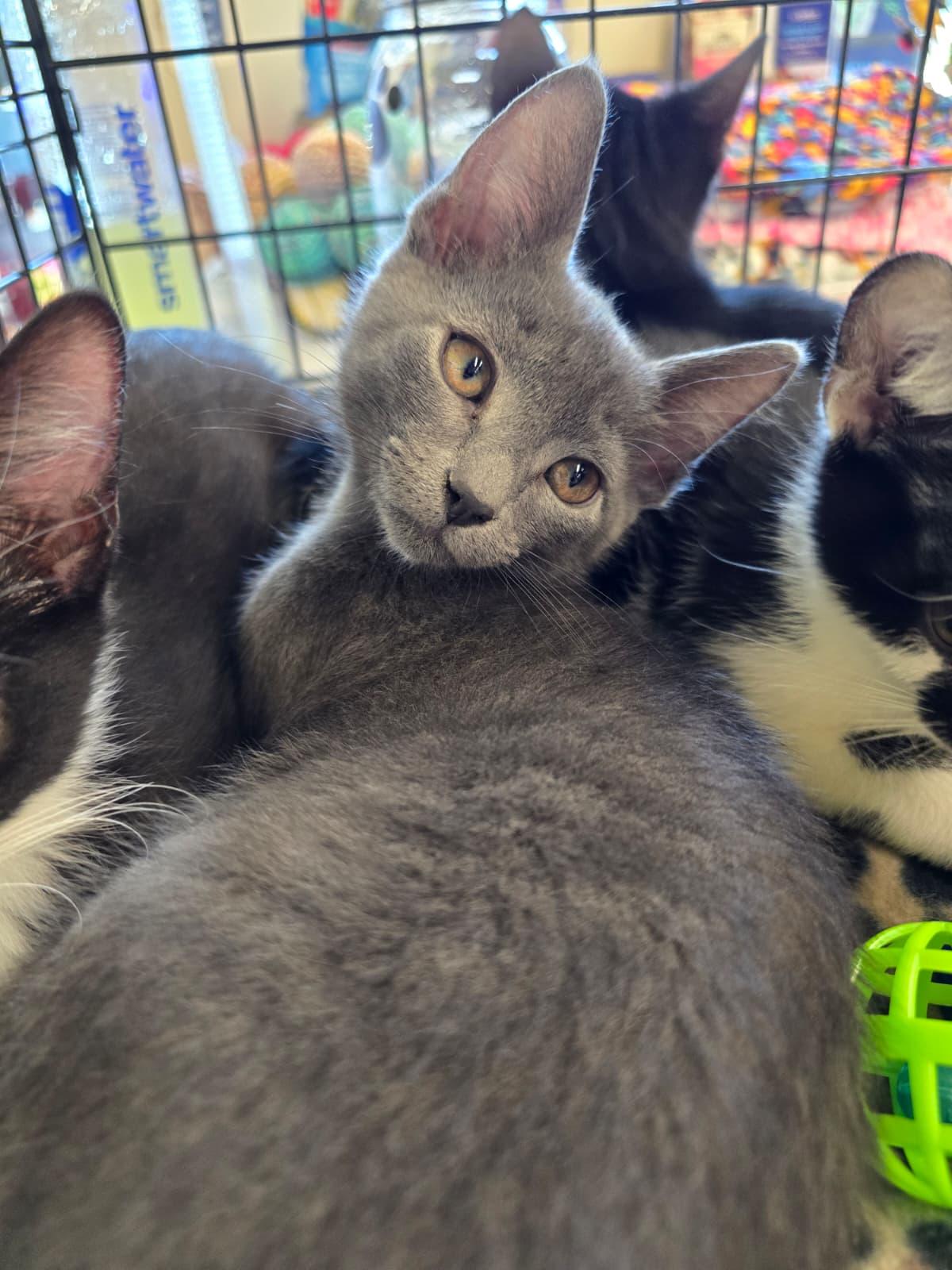 Rizo, adopted, Kitten Male Domestic Short Hair.