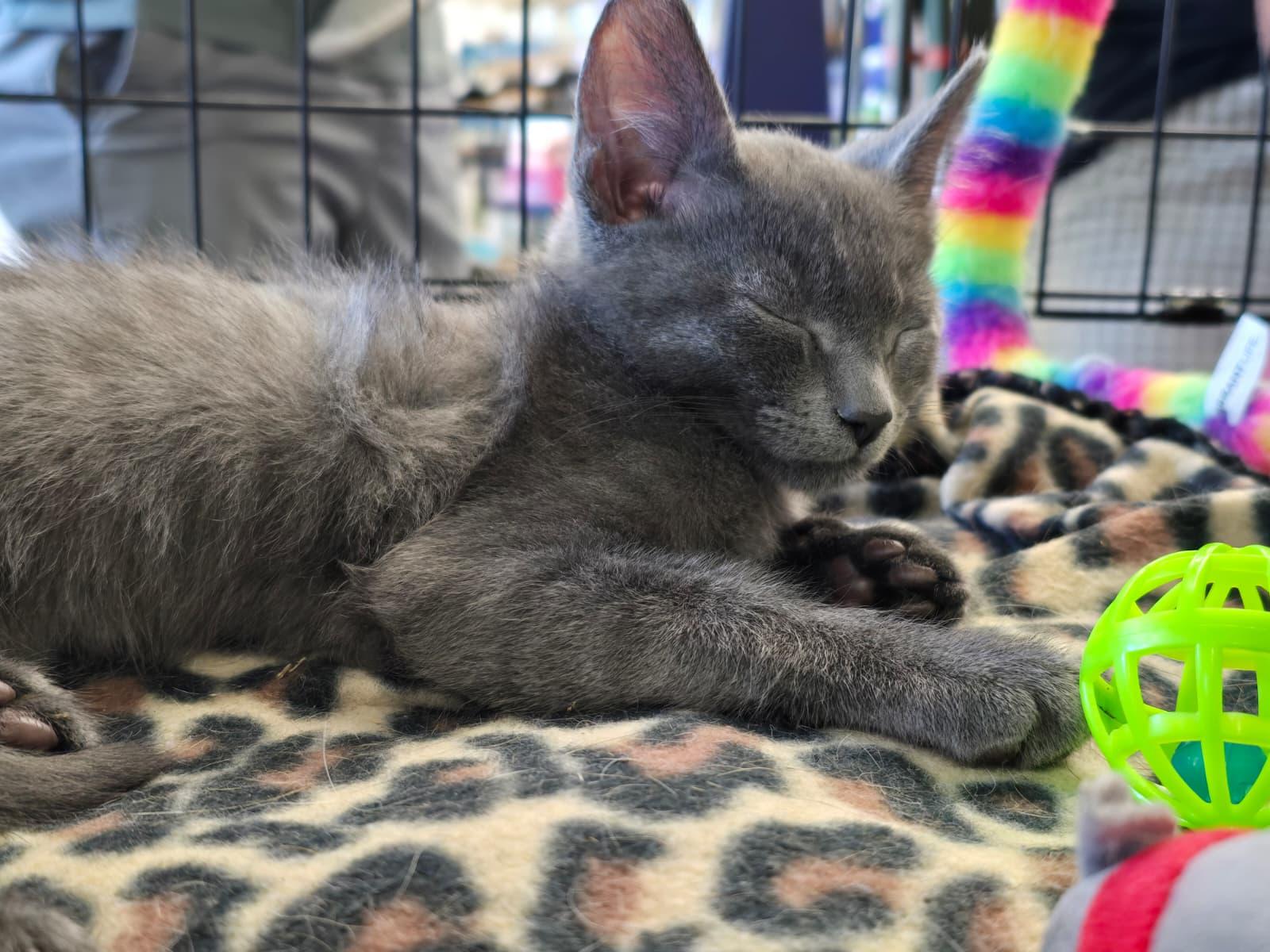 Enlarge Rizo, an adopted Domestic Short Hair in Nottingham, MD image 3/3