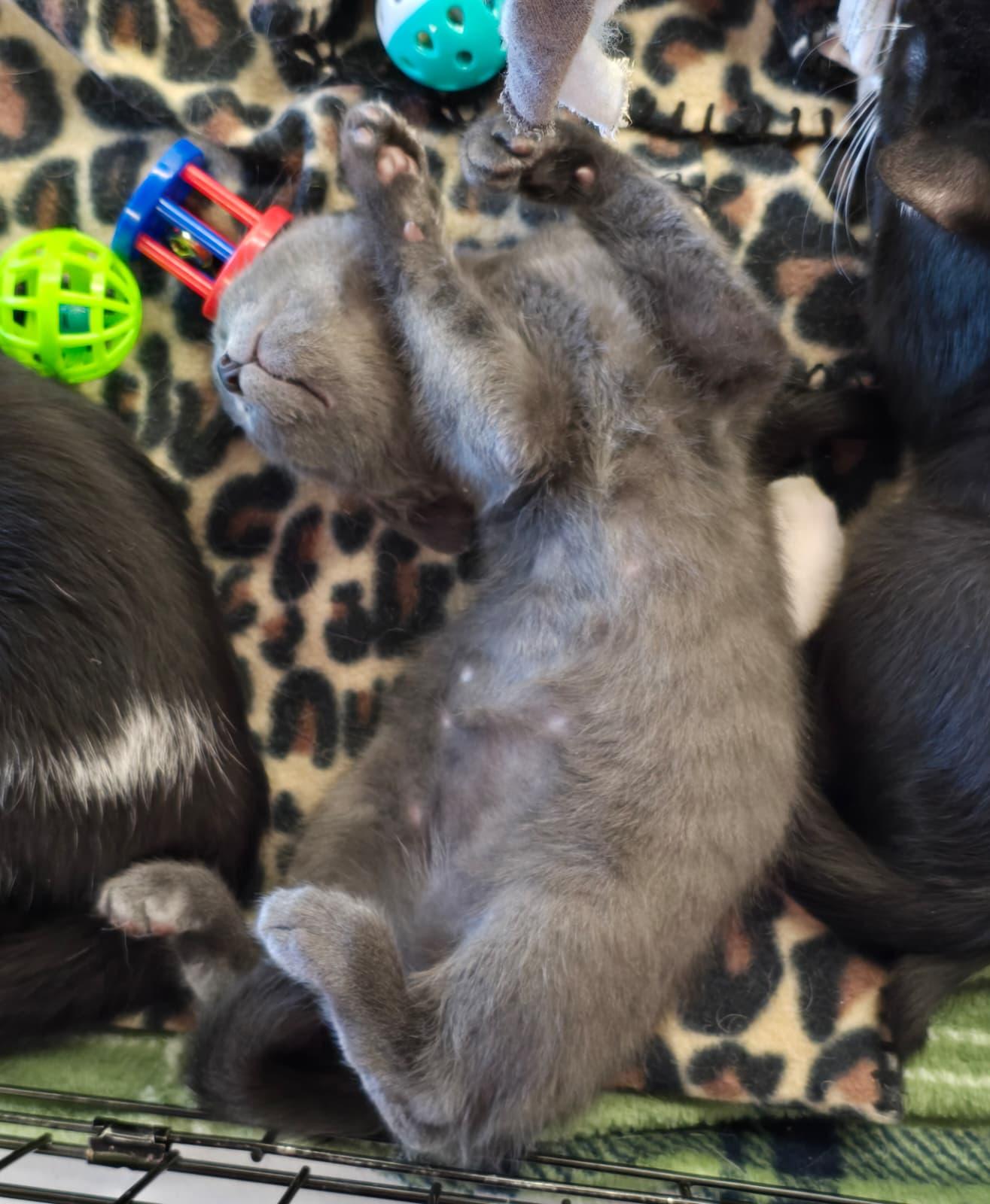 Enlarge Rizo, an adopted Domestic Short Hair in Nottingham, MD image 2/3