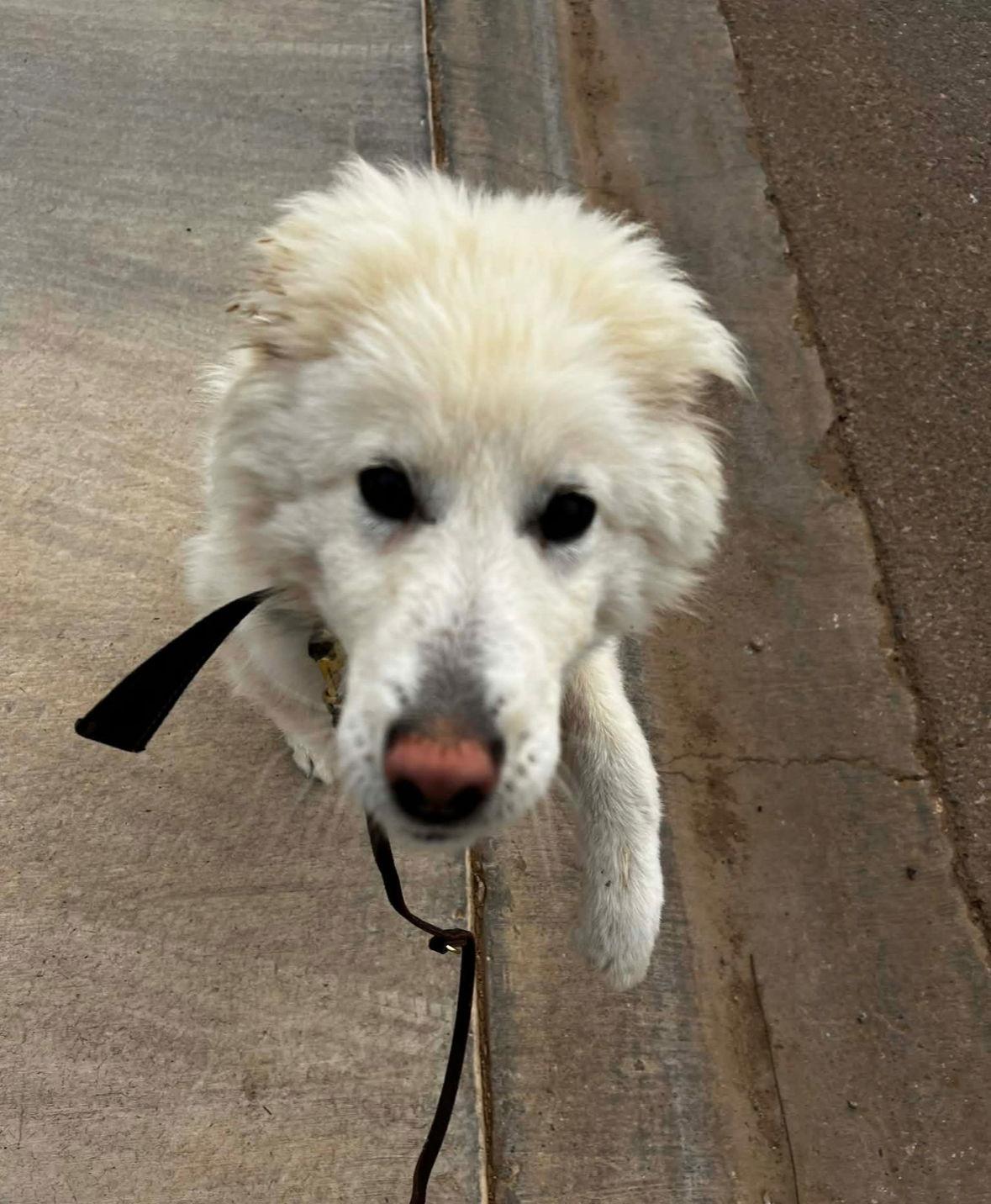 Enlarge SPONSOR OR FOSTER ME - Foxy, a Adoptable mixed breed in Grafton, WI image 1/3