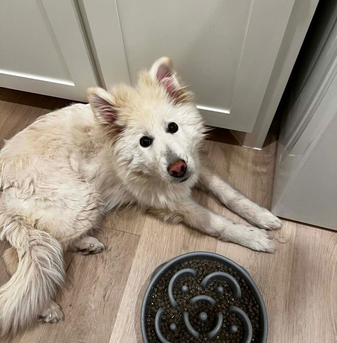 Enlarge SPONSOR OR FOSTER ME - Foxy, a Adoptable mixed breed in Grafton, WI image 2/3