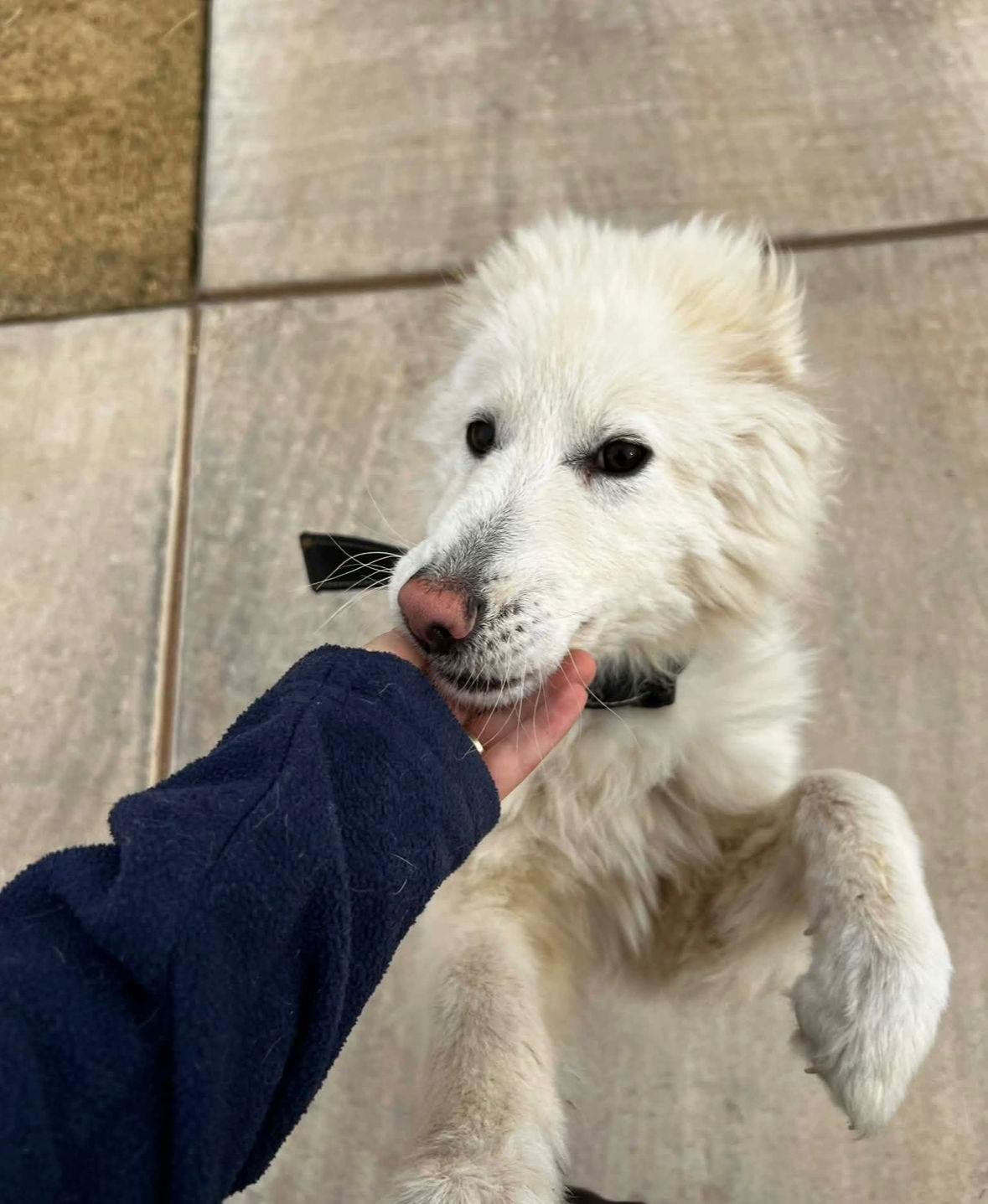 Enlarge SPONSOR OR FOSTER ME - Foxy, a Adoptable mixed breed in Grafton, WI image 3/3