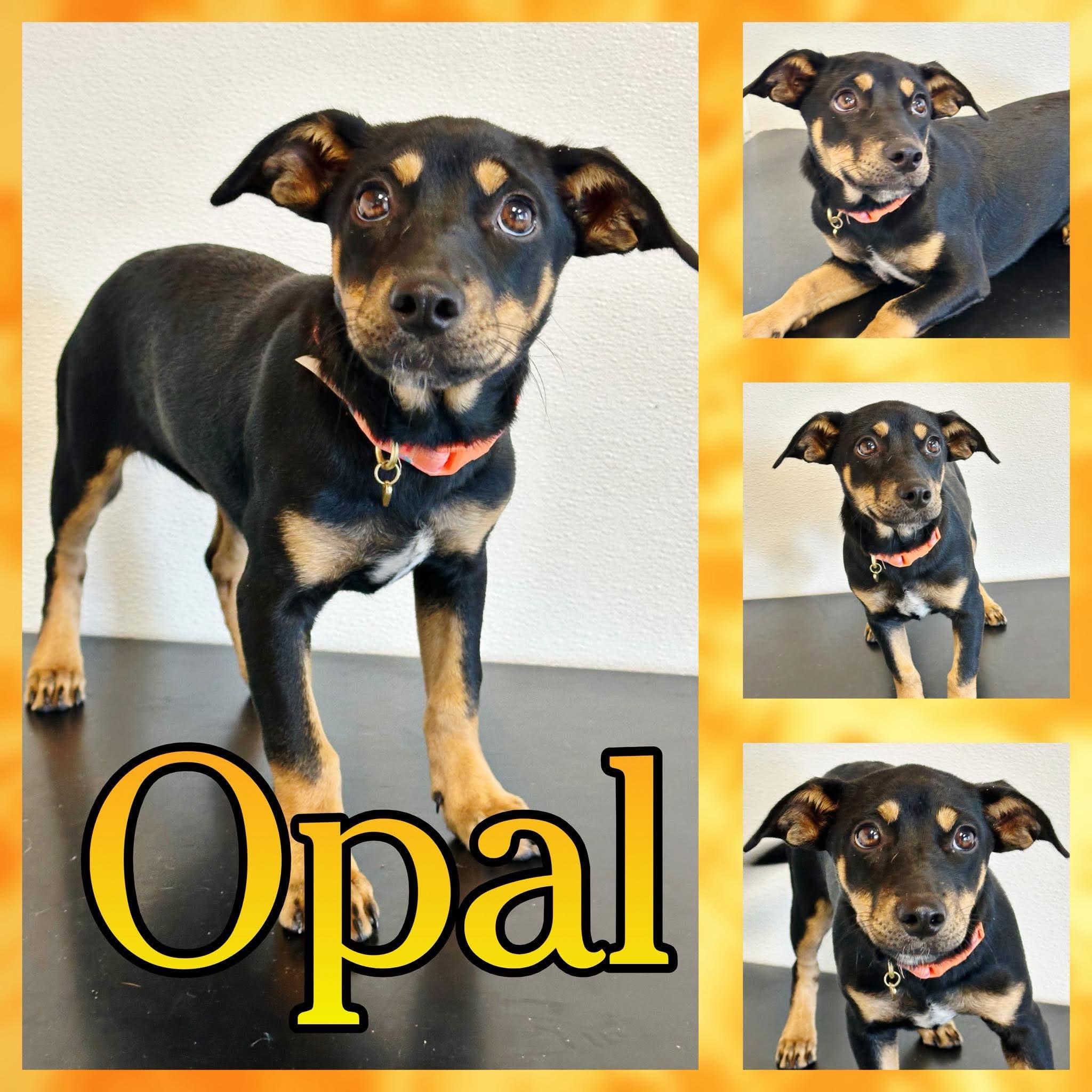 Opal, Adoptable, Puppy Female Terrier & Dachshund.