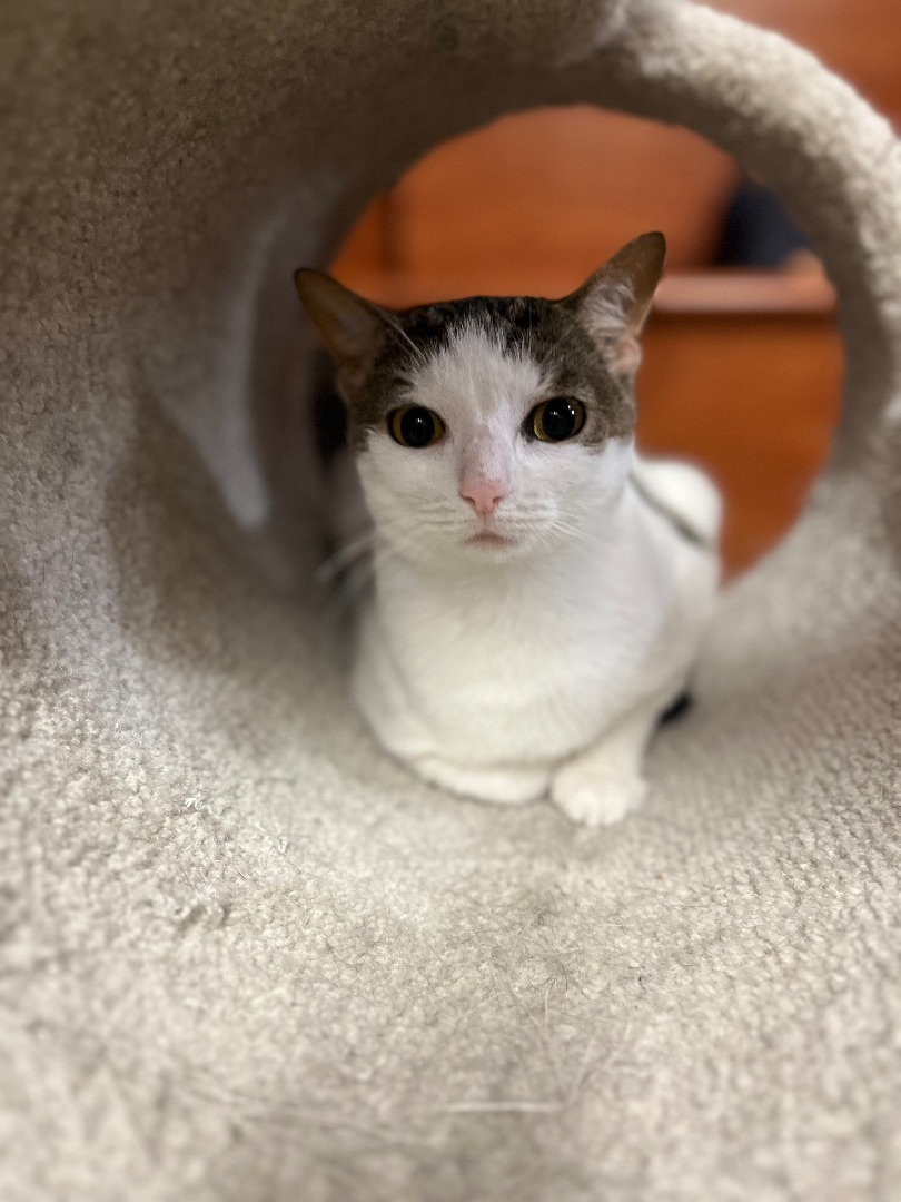 Cat for adoption Lucky , a Domestic Short Hair in Old Bridge, NJ