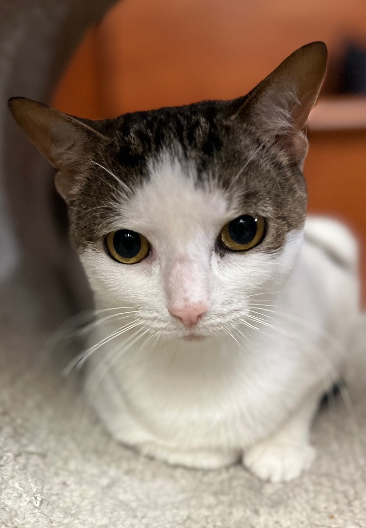 Cat for adoption Lucky , a Domestic Short Hair in Old Bridge, NJ