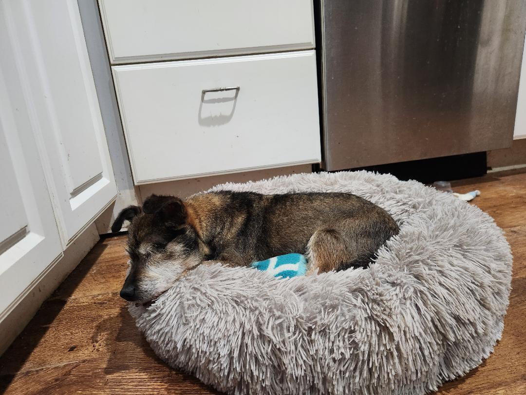 Enlarge Jenkins, a ADOPTABLE mixed breed in Hanover, PA image 4/5