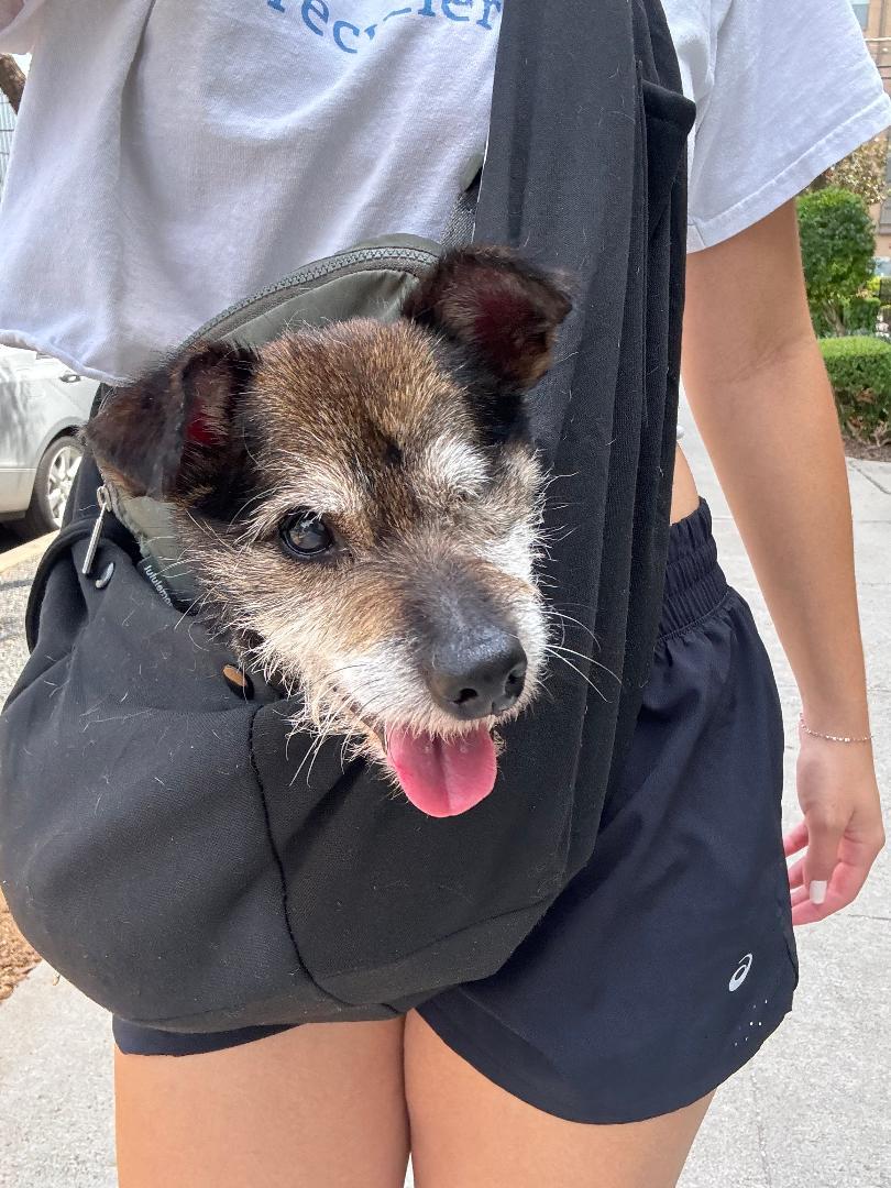 Enlarge Jenkins, a ADOPTABLE mixed breed in Hanover, PA image 2/5