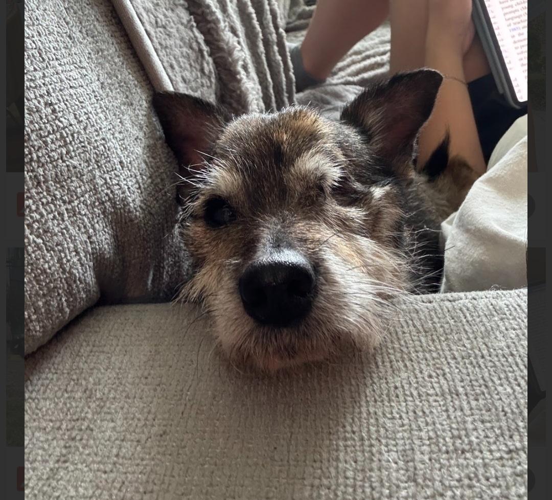 Enlarge Jenkins, a ADOPTABLE mixed breed in Hanover, PA image 3/5