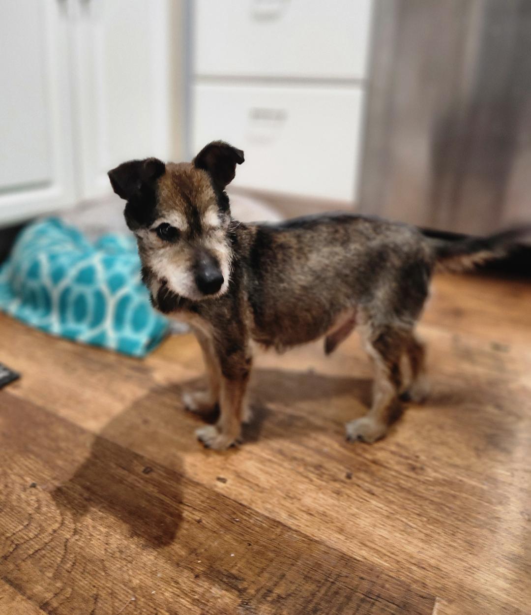 Enlarge Jenkins, a ADOPTABLE mixed breed in Hanover, PA image 1/5