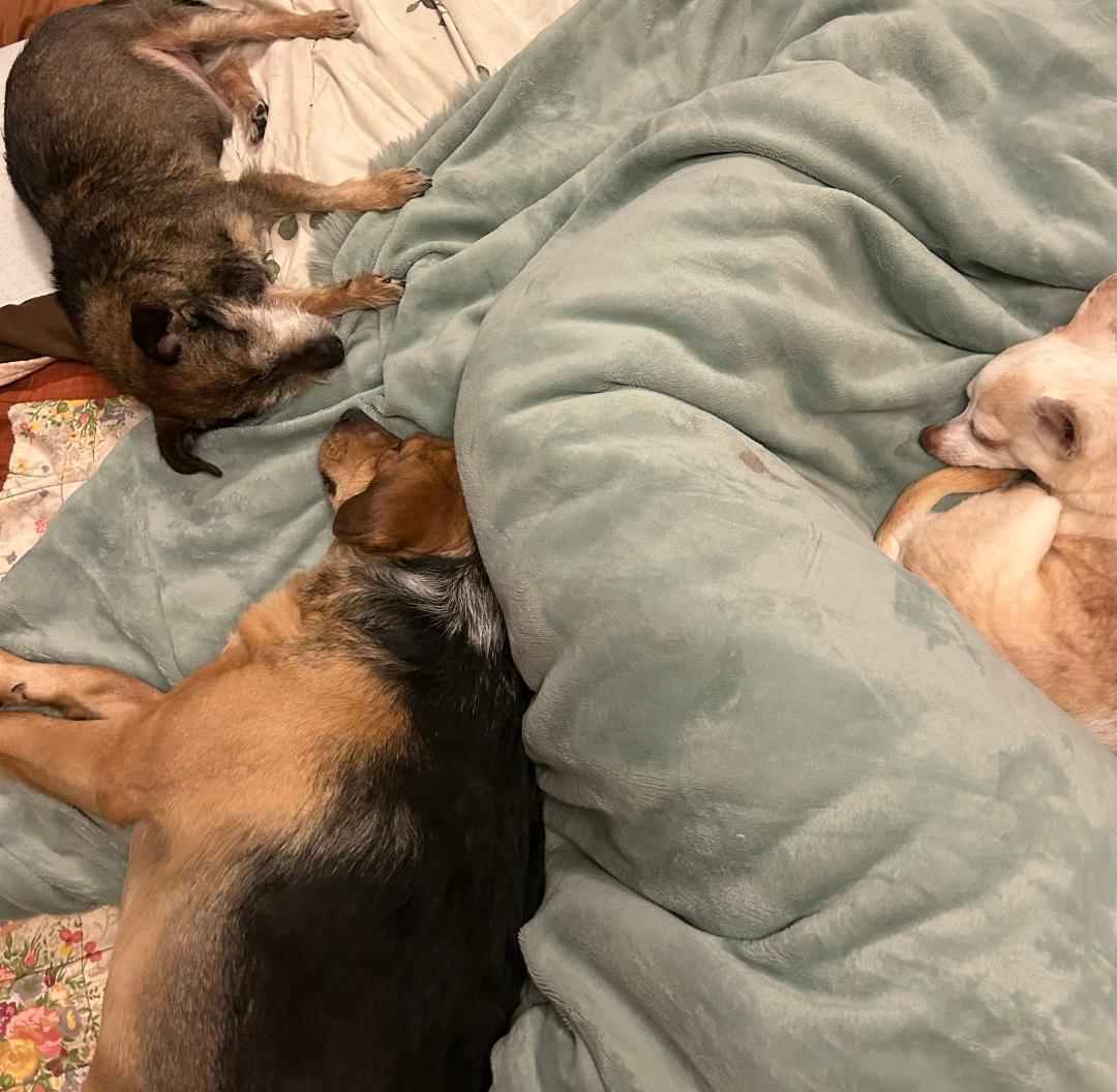 Enlarge Jenkins, a ADOPTABLE mixed breed in Hanover, PA image 5/5