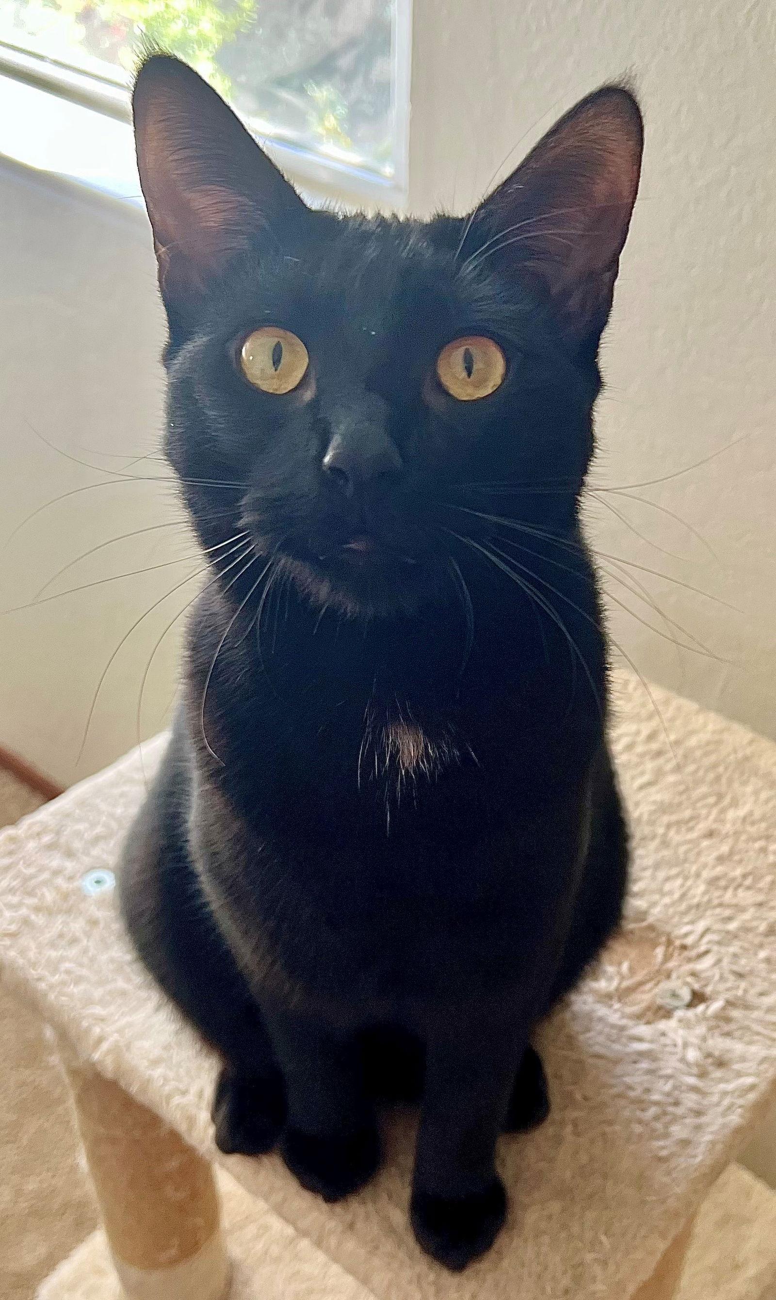 Pasta: Tortellini, Adoptable, Kitten Male Domestic Short Hair.