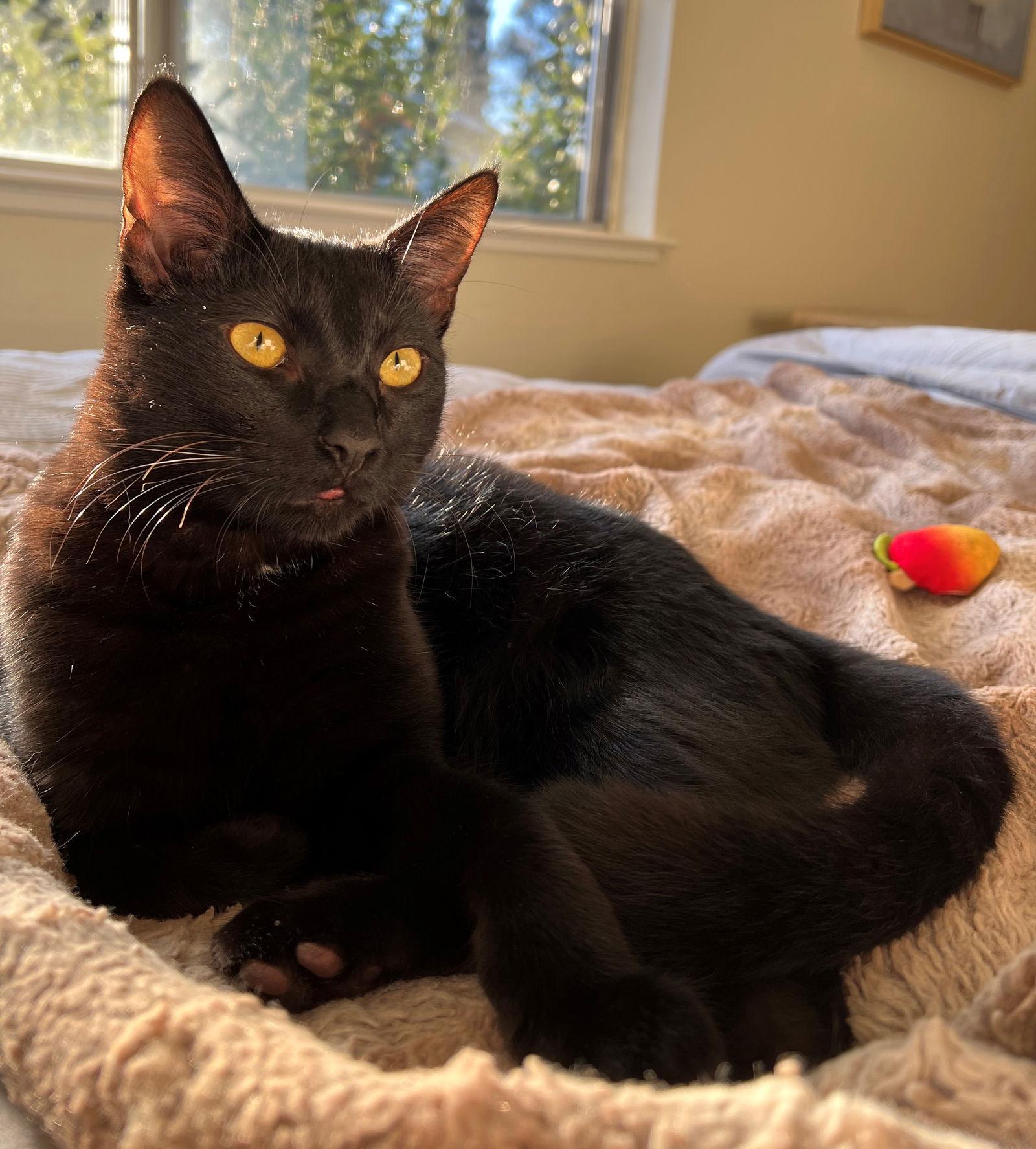 Enlarge Pasta: Tortellini, a Adoptable Domestic Short Hair in Palo Alto, CA image 1/3