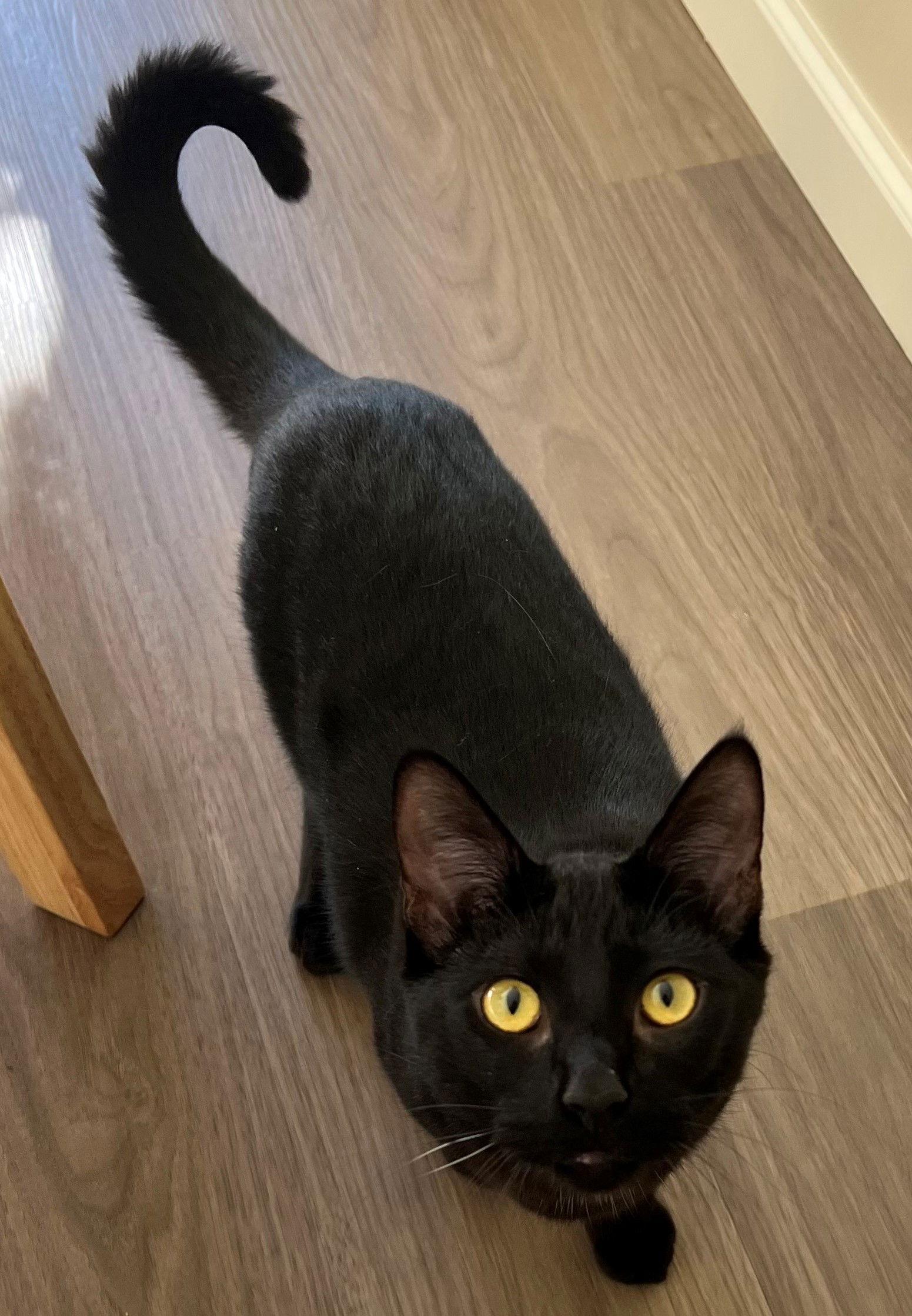 Enlarge Pasta: Tortellini, a Adoptable Domestic Short Hair in Palo Alto, CA image 2/3