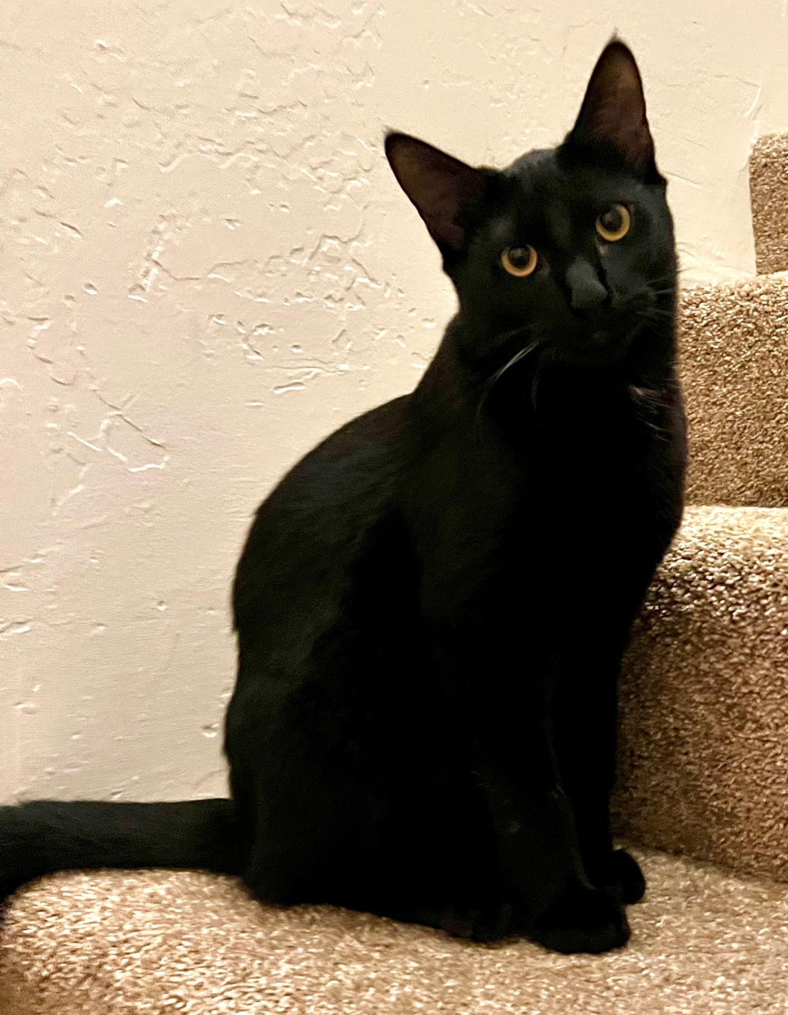 Enlarge Pasta: Tortellini, a Adoptable Domestic Short Hair in Palo Alto, CA image 3/3