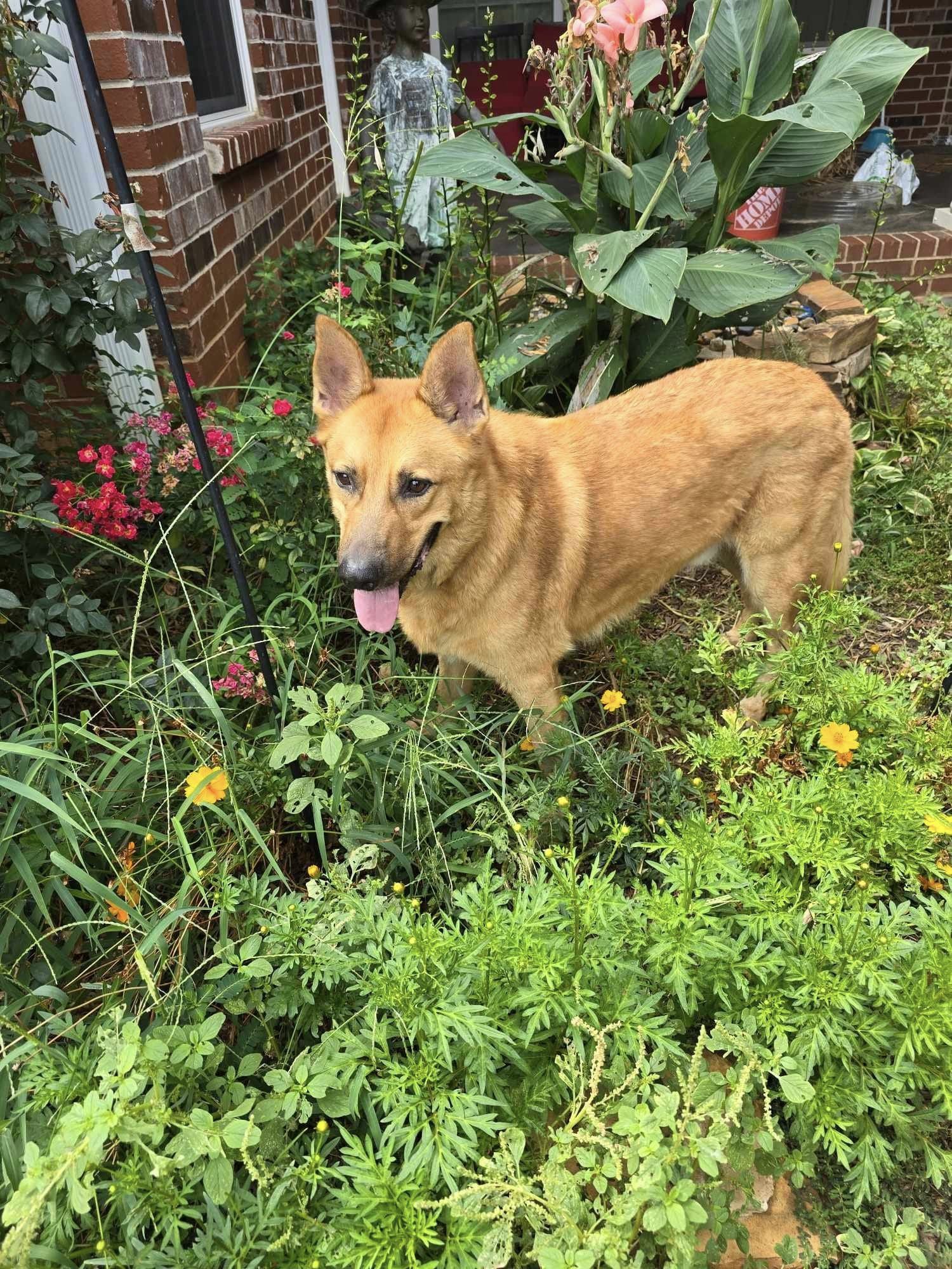 Dude, Adopted, Adult Male German Shepherd Dog.