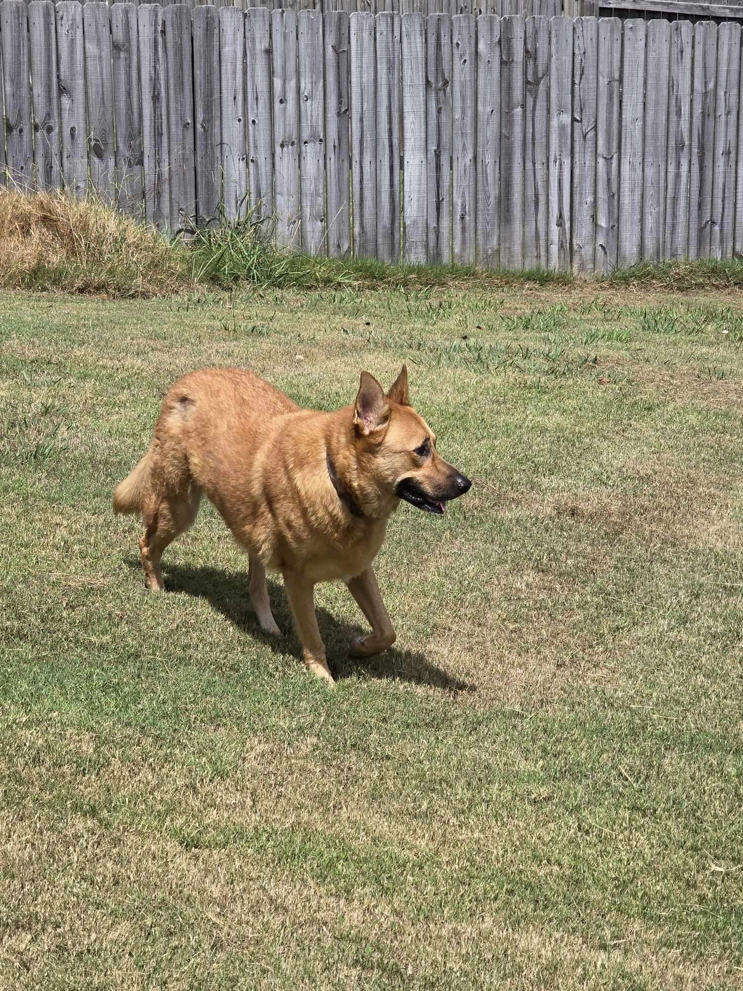 Enlarge Dude, a Adopted mixed breed in Fouke, AR image 2/3