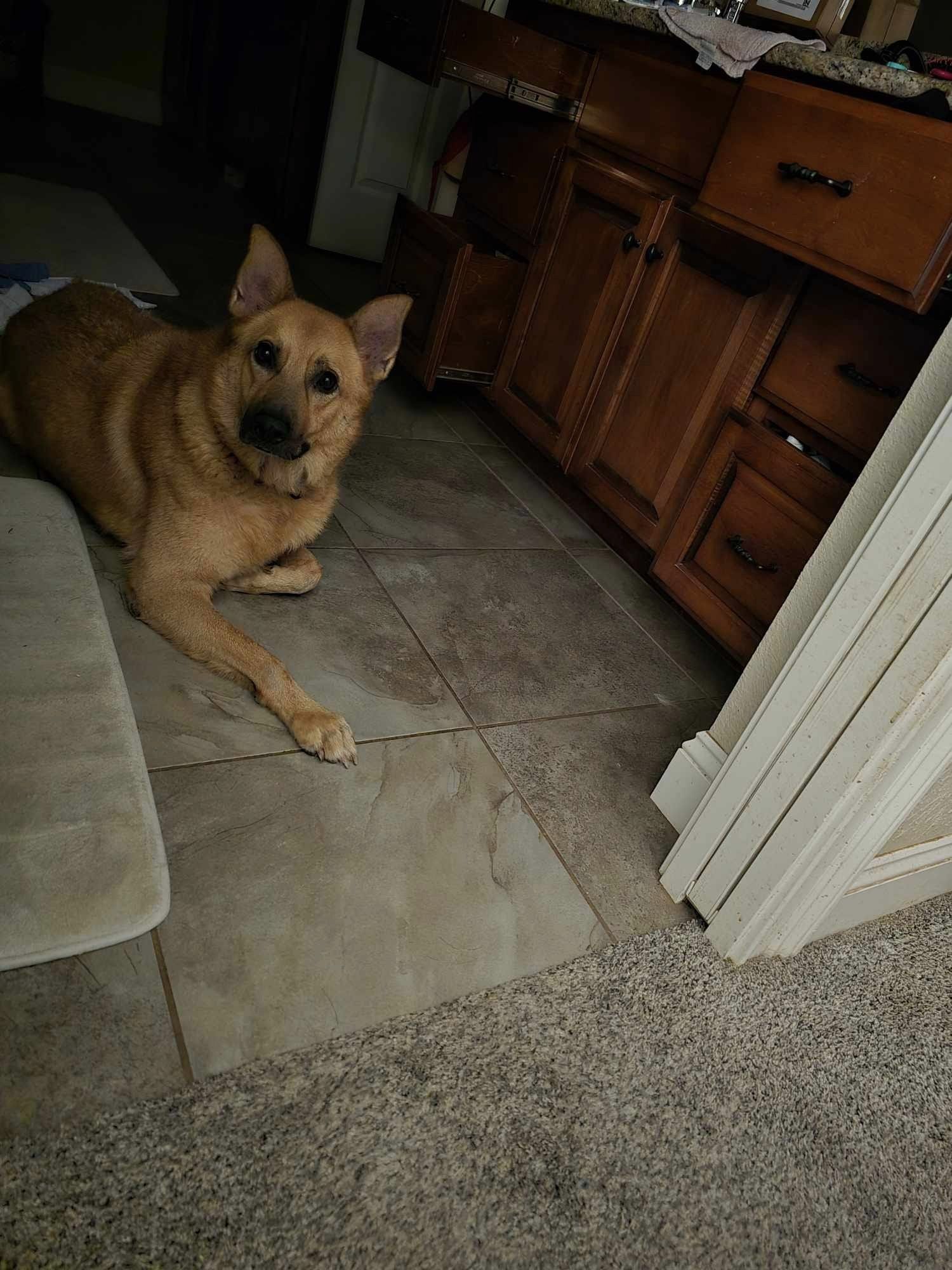 Dude, Adopted, Adult Male German Shepherd Dog.