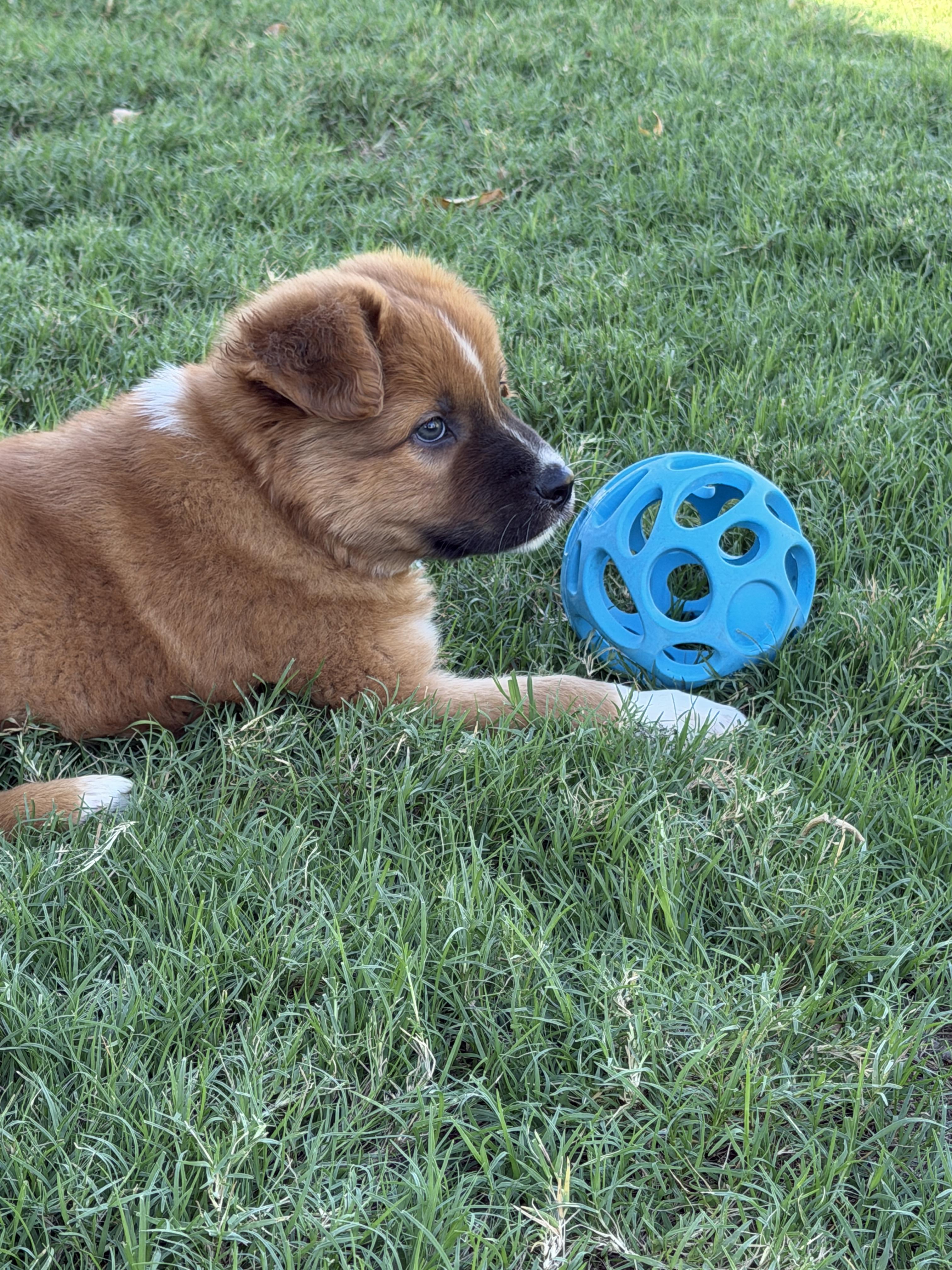 Enlarge Reggie, a Adopted mixed breed in Gilbert, AZ image 6/6