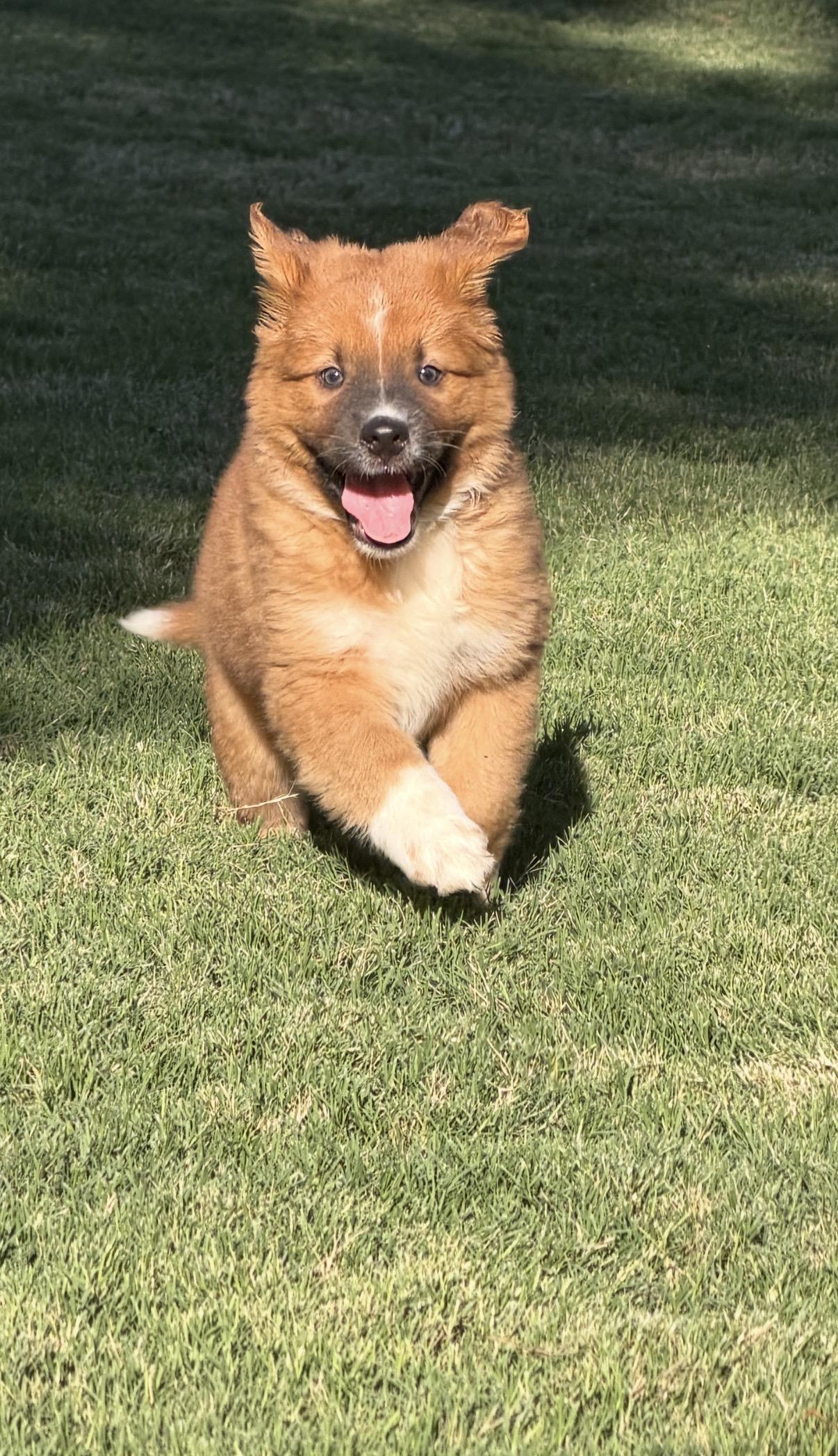 Enlarge Reggie, a Adopted mixed breed in Gilbert, AZ image 3/6