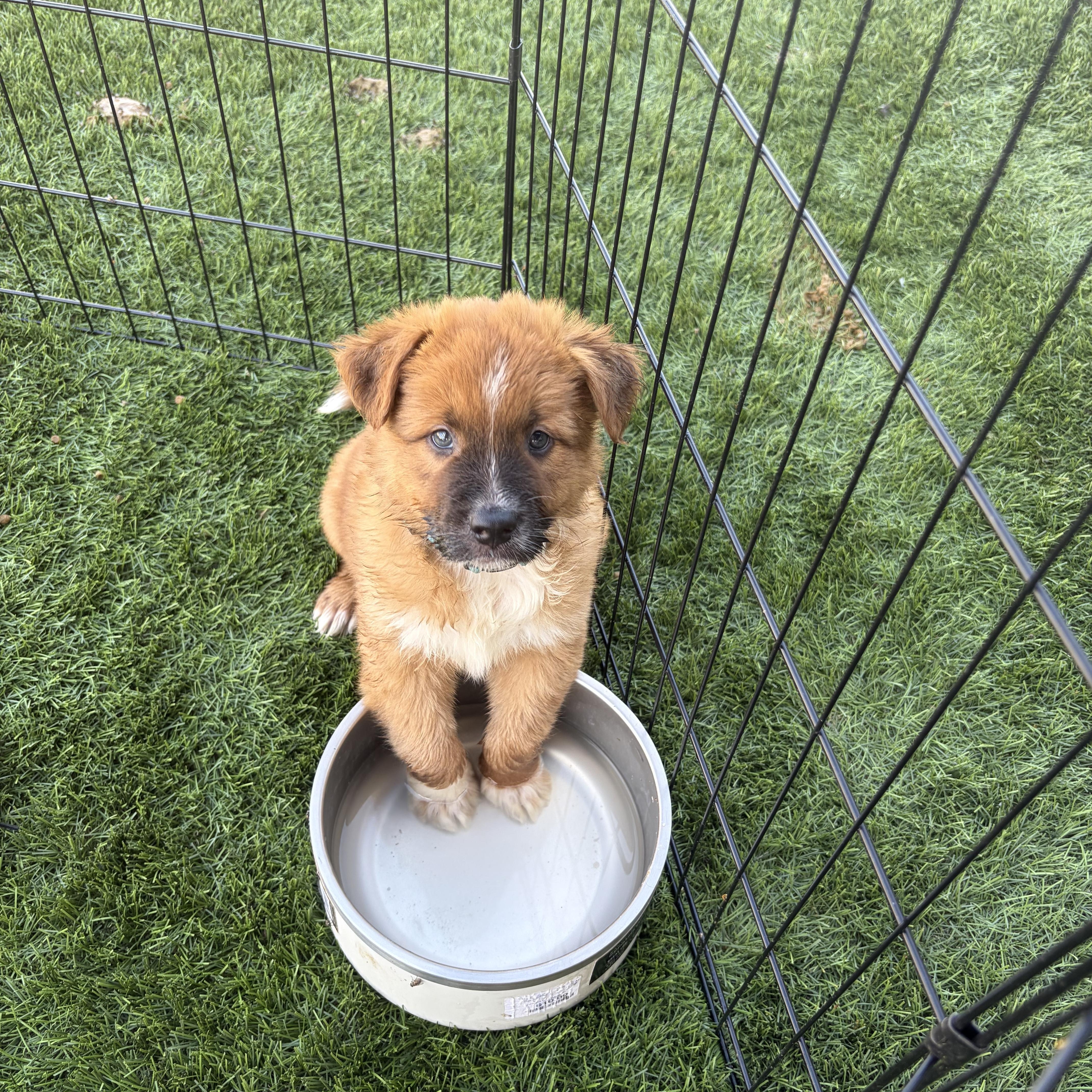 Enlarge Reggie, a Adopted mixed breed in Gilbert, AZ image 1/6