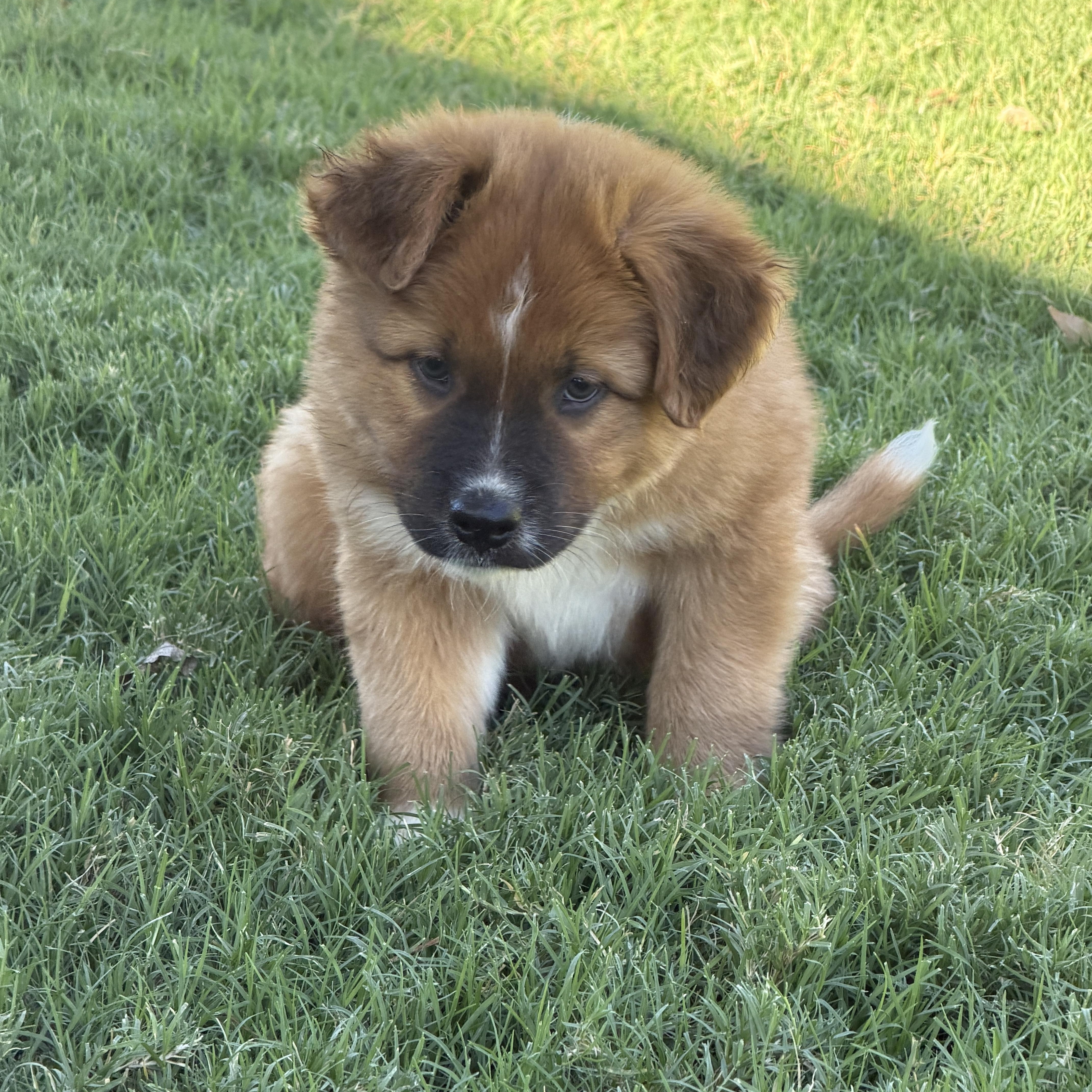 Enlarge Reggie, a Adopted mixed breed in Gilbert, AZ image 4/6