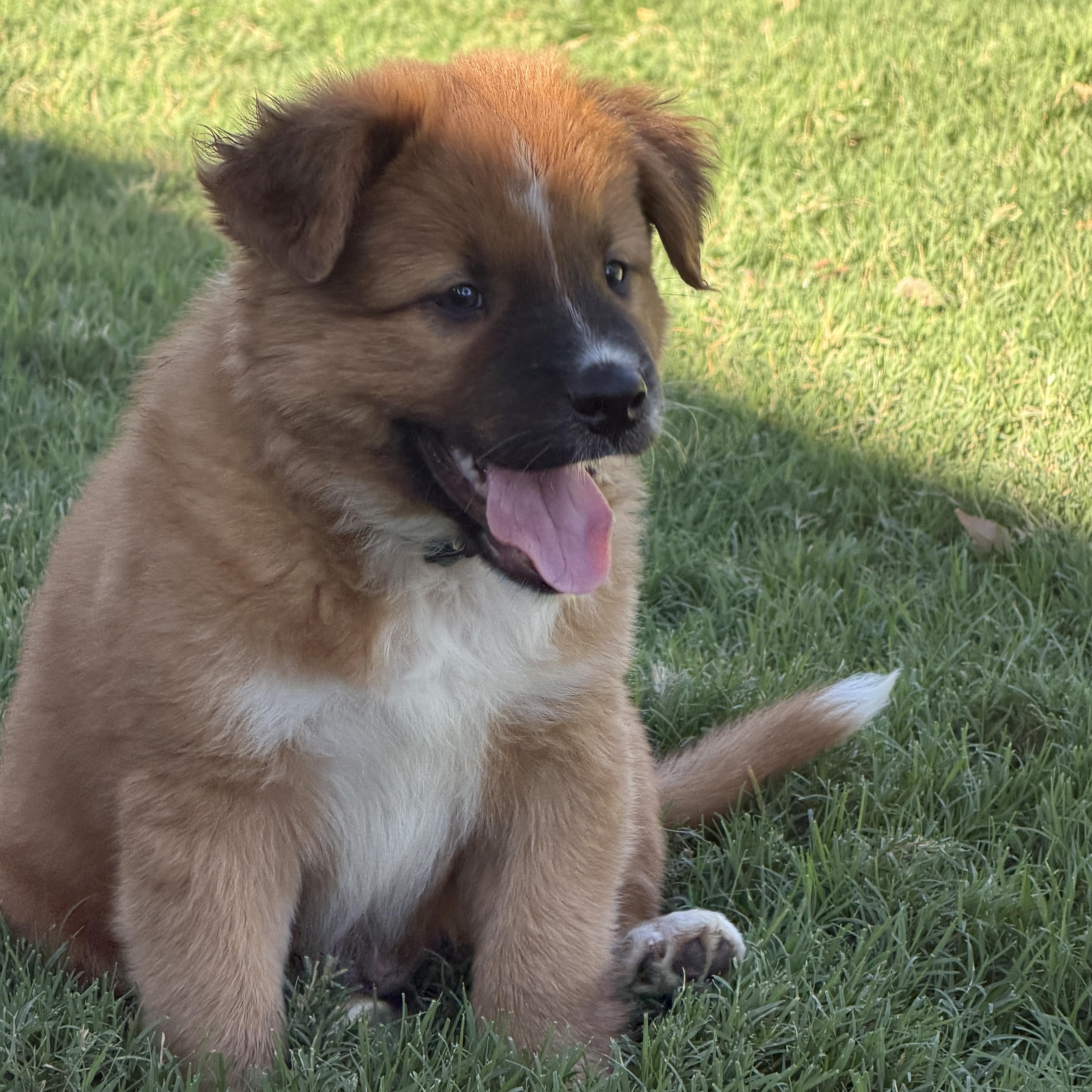 Enlarge Reggie, a Adopted mixed breed in Gilbert, AZ image 5/6