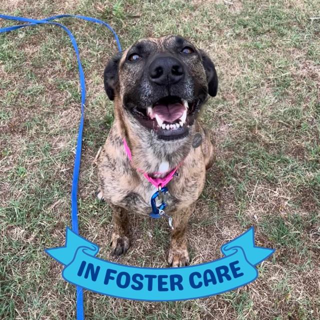 GAIA, Adoptable, Adult Female Dutch Shepherd & Mixed Breed.