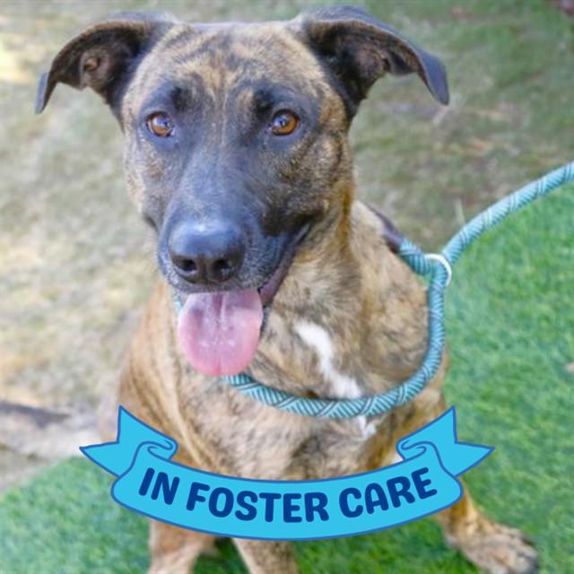 Enlarge GAIA, a Adoptable mixed breed in Tallahassee, FL image 1/1