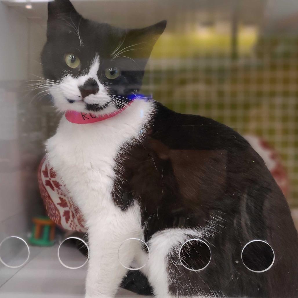 Rune, Adoptable, Young Female Domestic Short Hair.