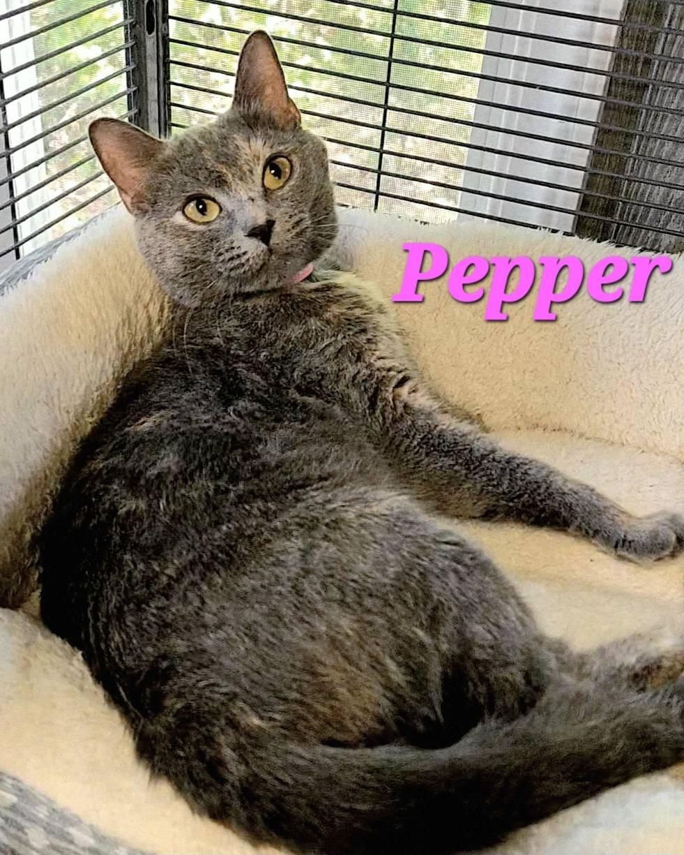 Enlarge Pepper, a Adopted Dilute Tortoiseshell in Macon, GA image 2/2