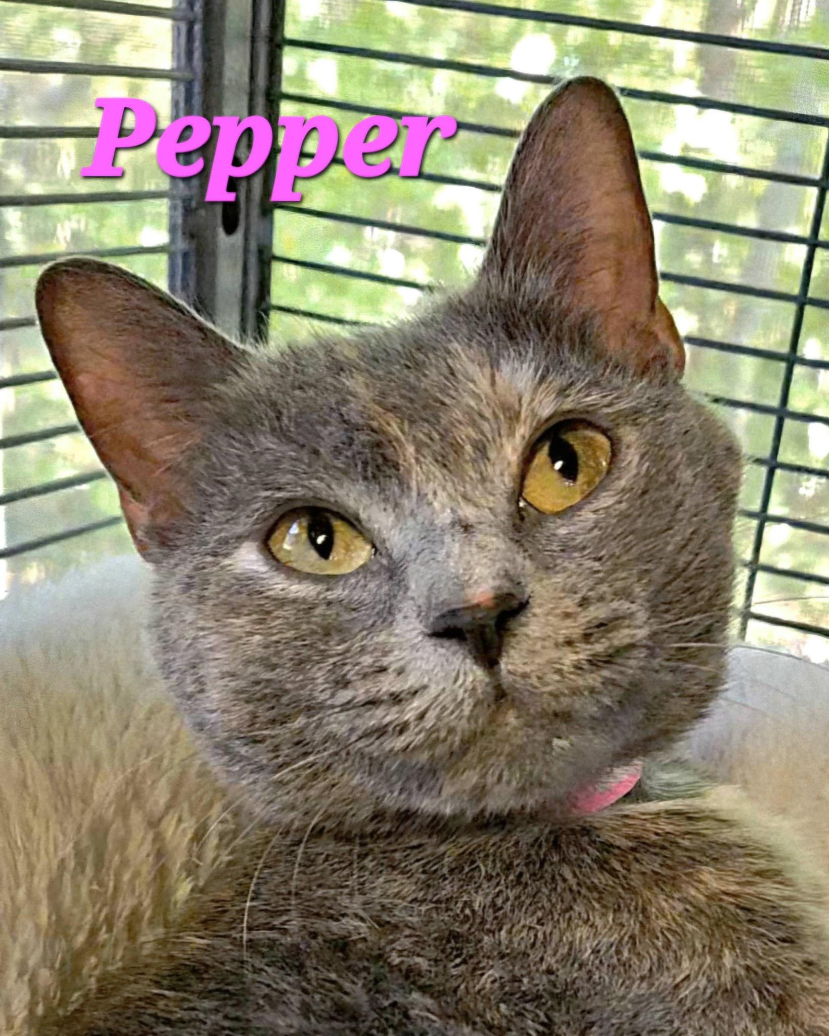 Pepper, Adopted, Adult Female Dilute Tortoiseshell.