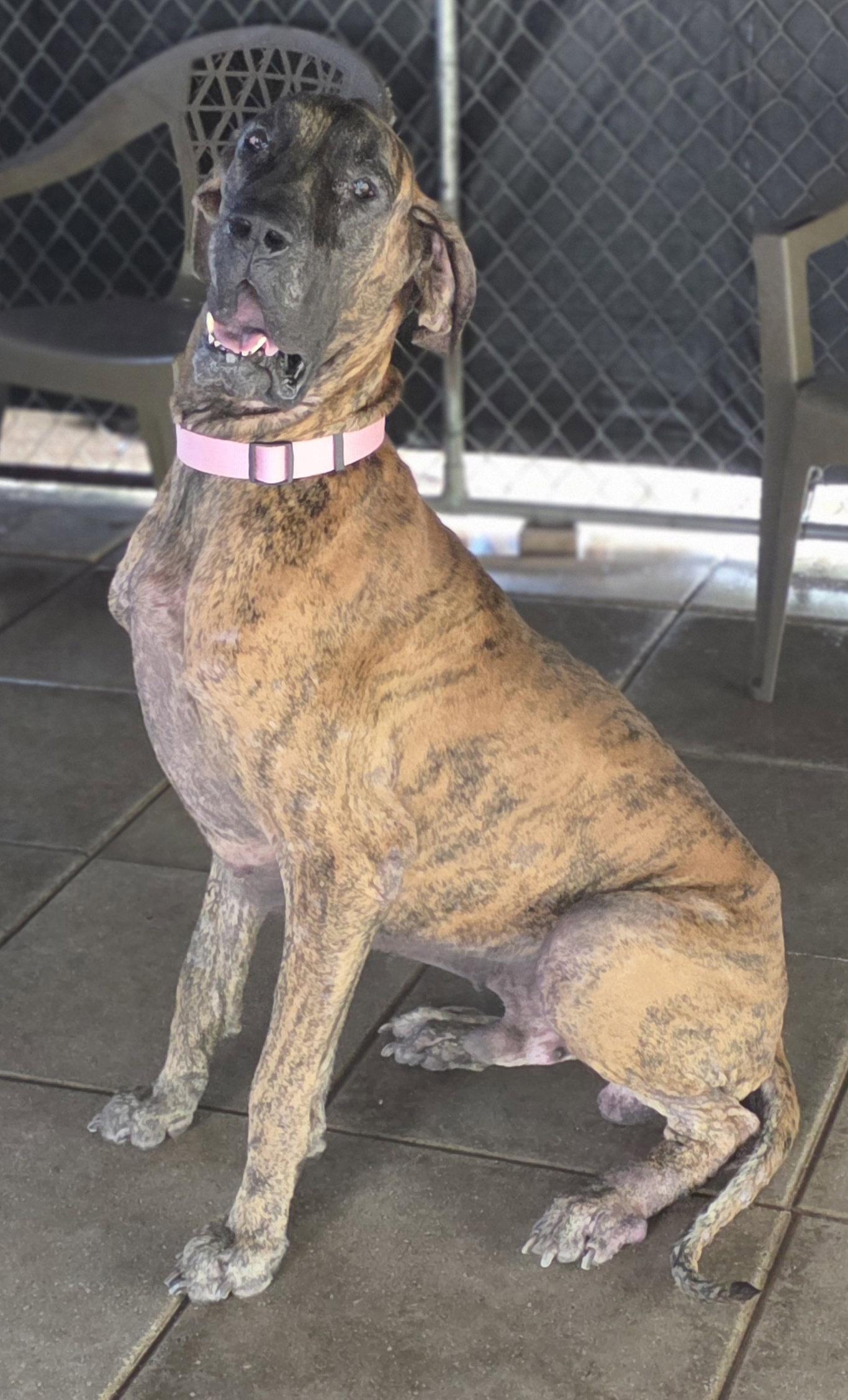 Dash, Adoptable, Adult Male Great Dane.