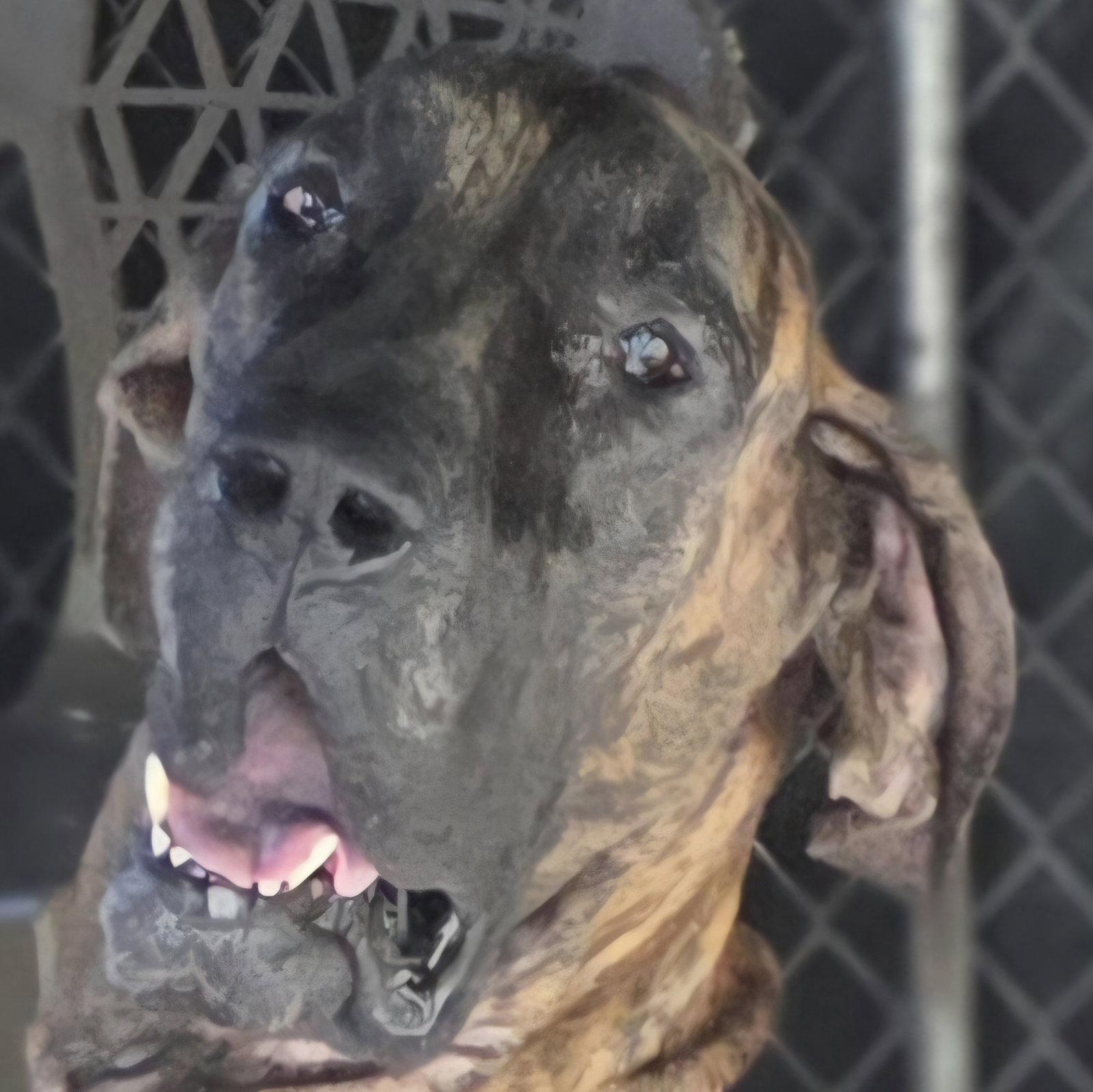 Enlarge Dash, a Adoptable Great Dane in Jupiter, FL image 2/2