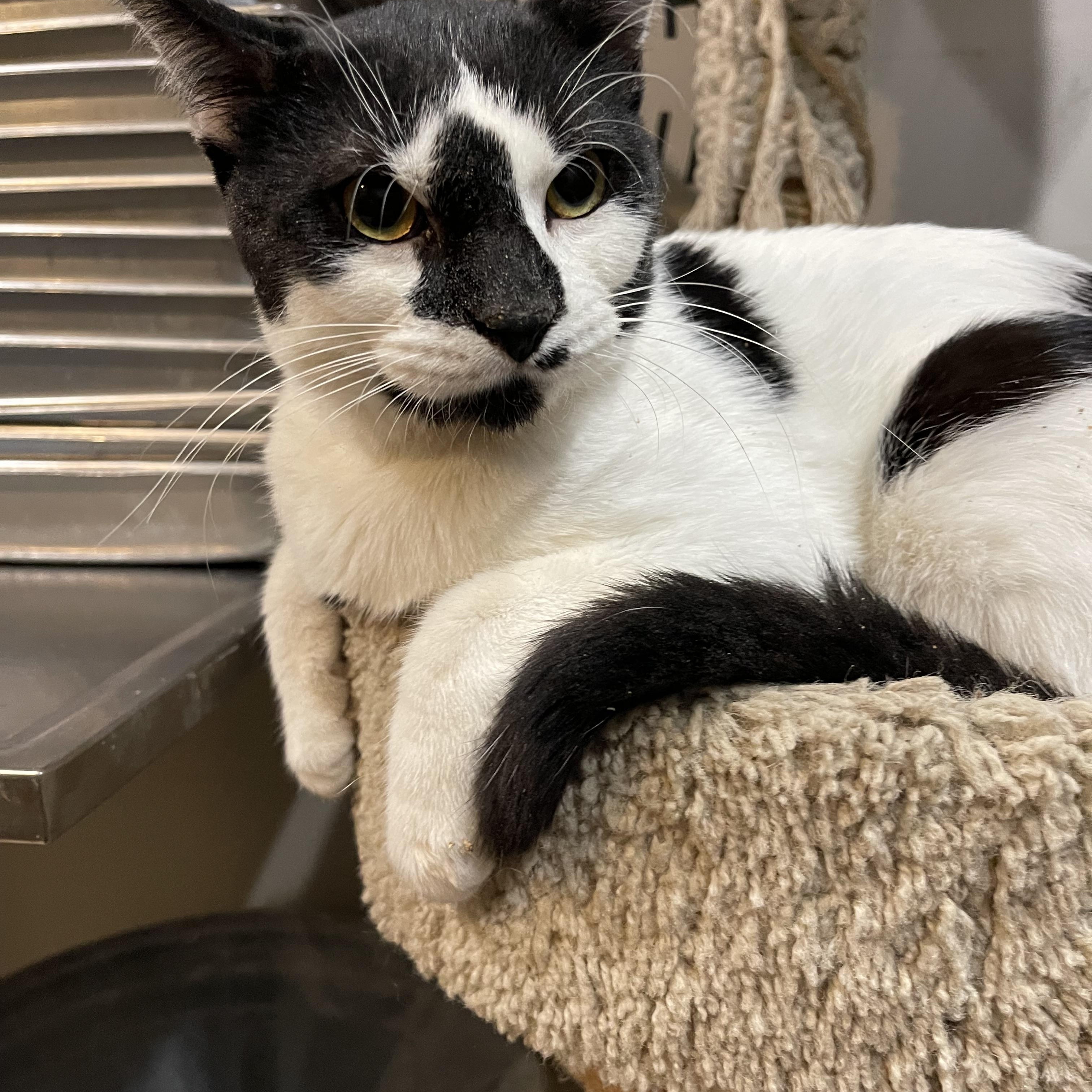 Phantom, Adoptable, Young Male Domestic Short Hair.