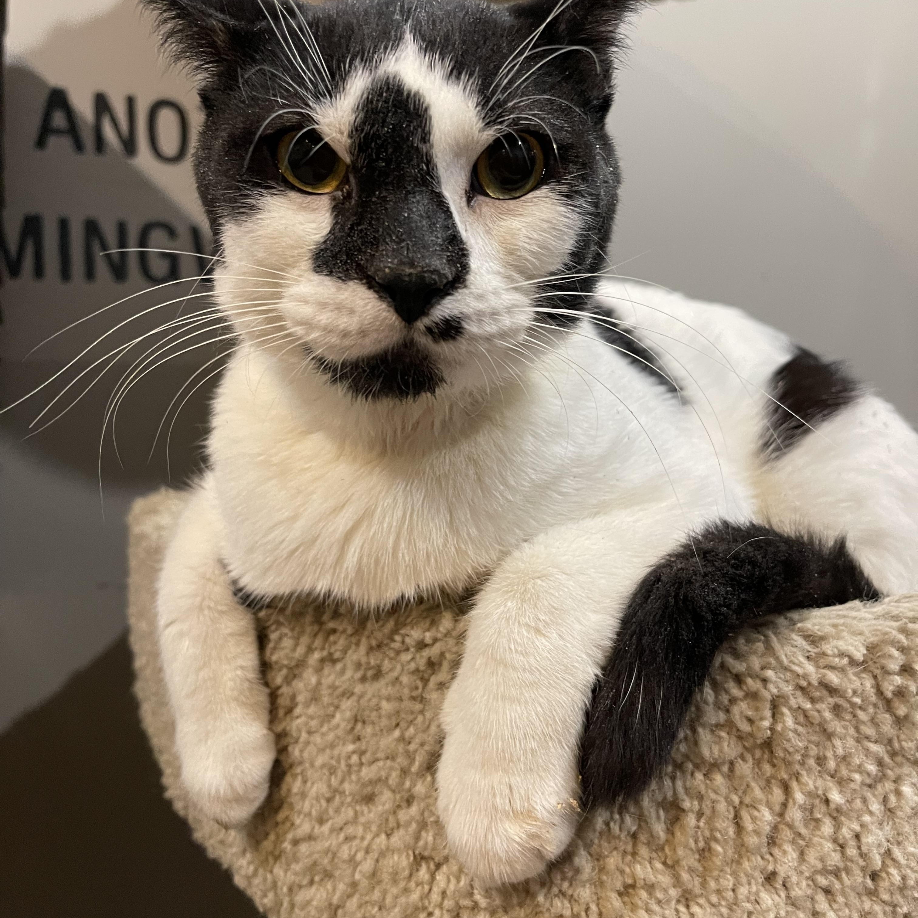 Enlarge Phantom, a Adoptable mixed breed in North Kansas City, MO image 2/2