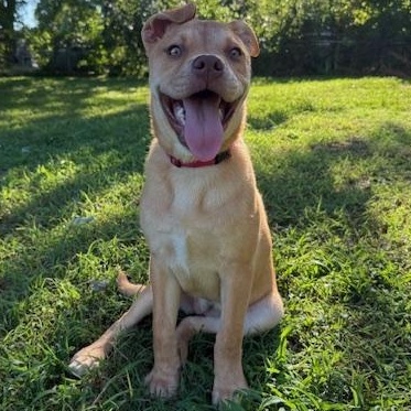Ava