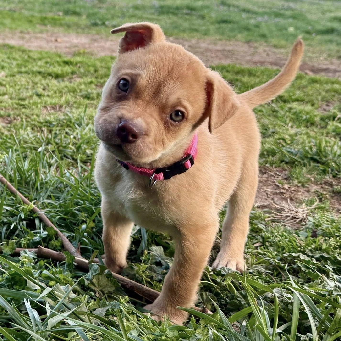 Ava