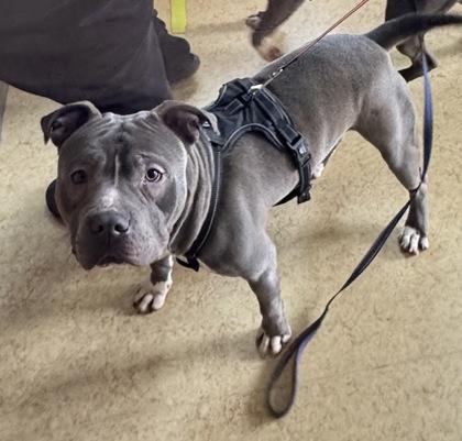 Enlarge Louie, a Adoptable mixed breed in Cedar Hill, TX image 1/2