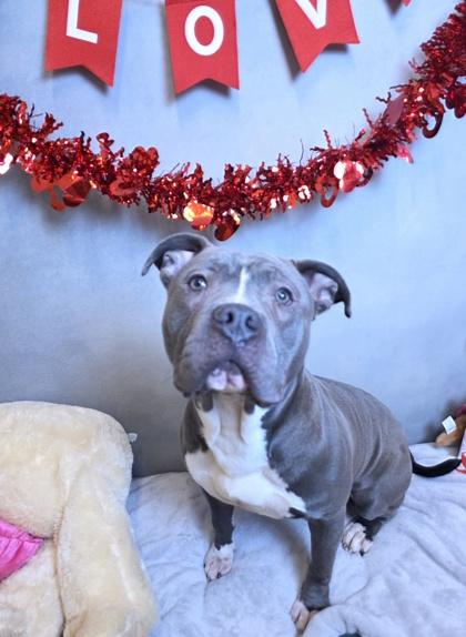 Enlarge Louie, a Adoptable mixed breed in Cedar Hill, TX image 2/2