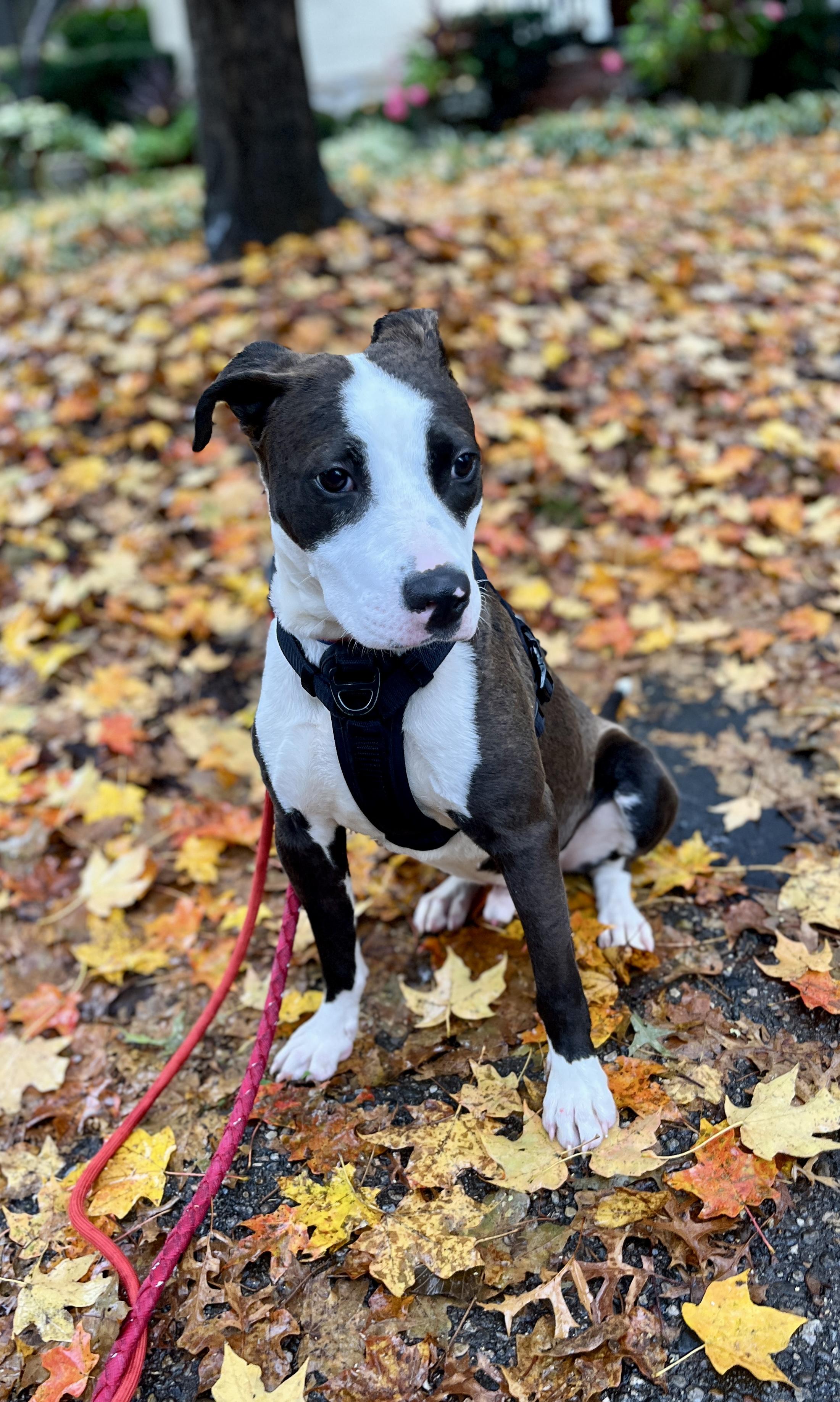 Enlarge Pedro, an adopted Terrier in Lexington, KY image 1/6