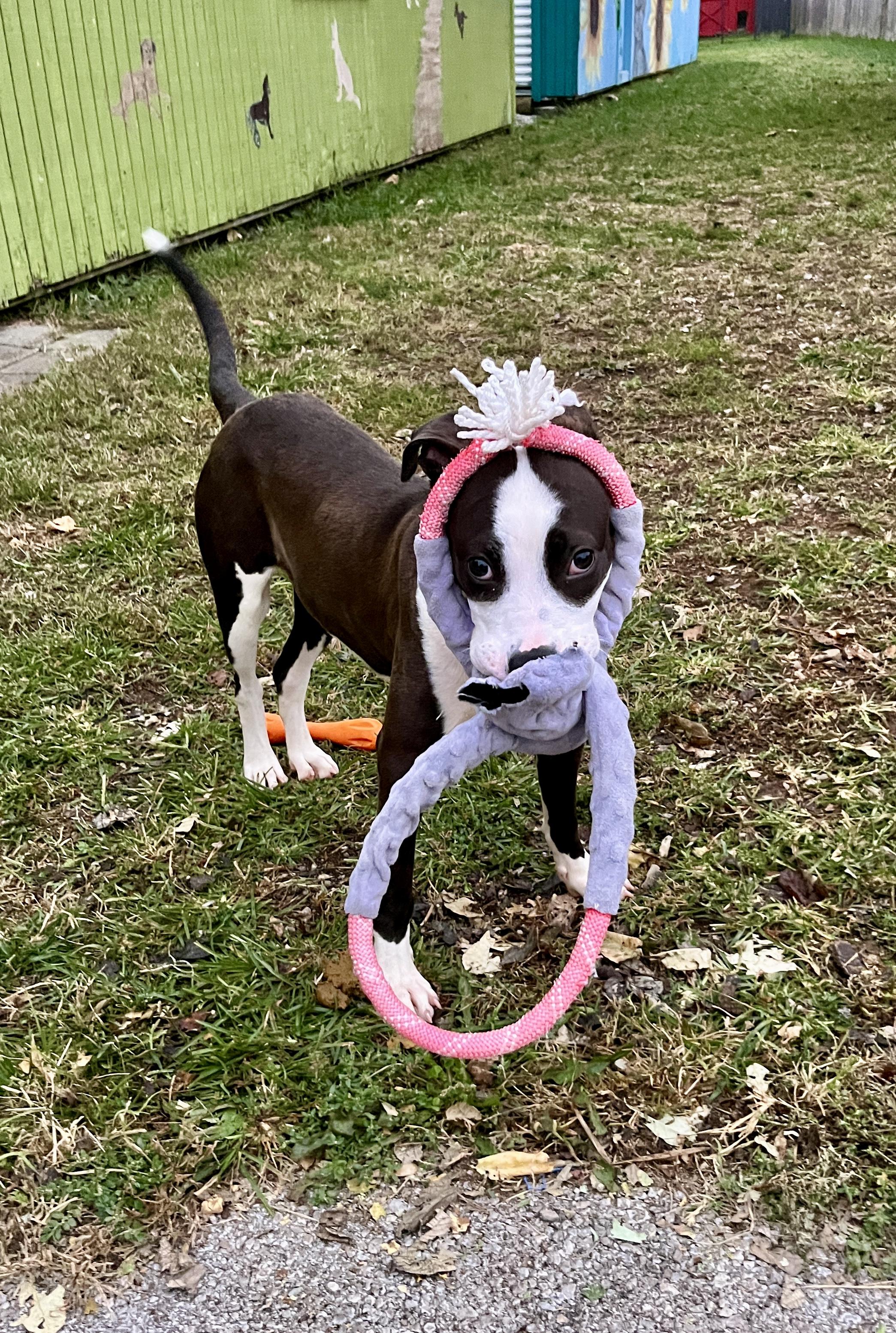 Enlarge Pedro, an adopted Terrier in Lexington, KY image 2/6