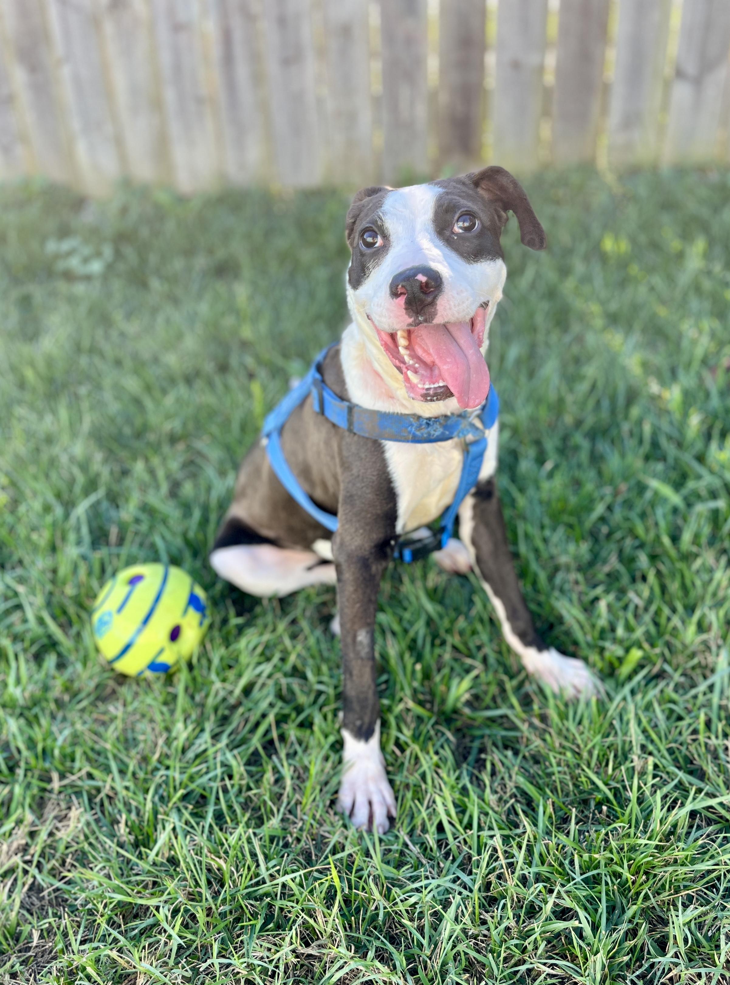 Enlarge Pedro, an adopted Terrier in Lexington, KY image 3/6