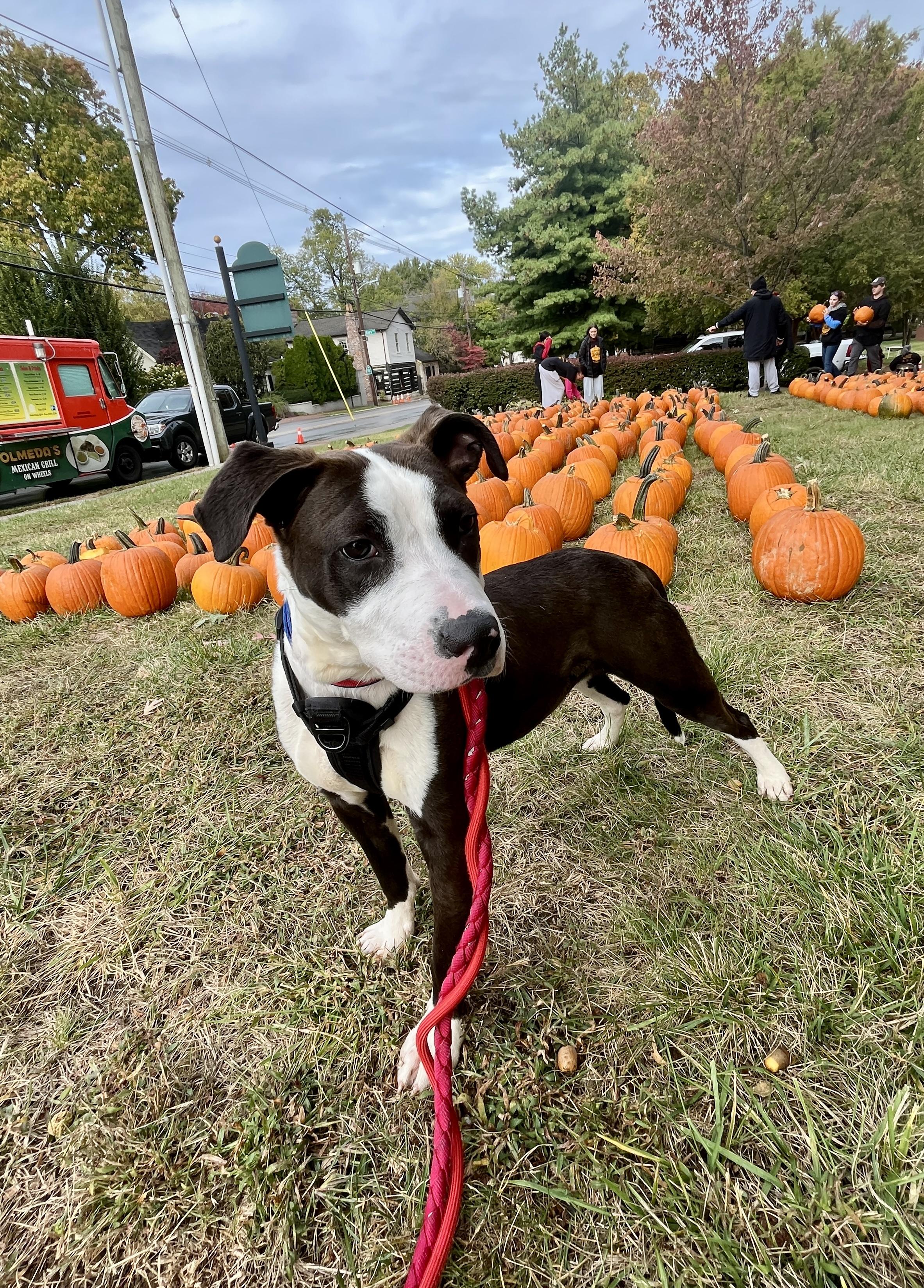 Enlarge Pedro, an adopted Terrier in Lexington, KY image 5/6