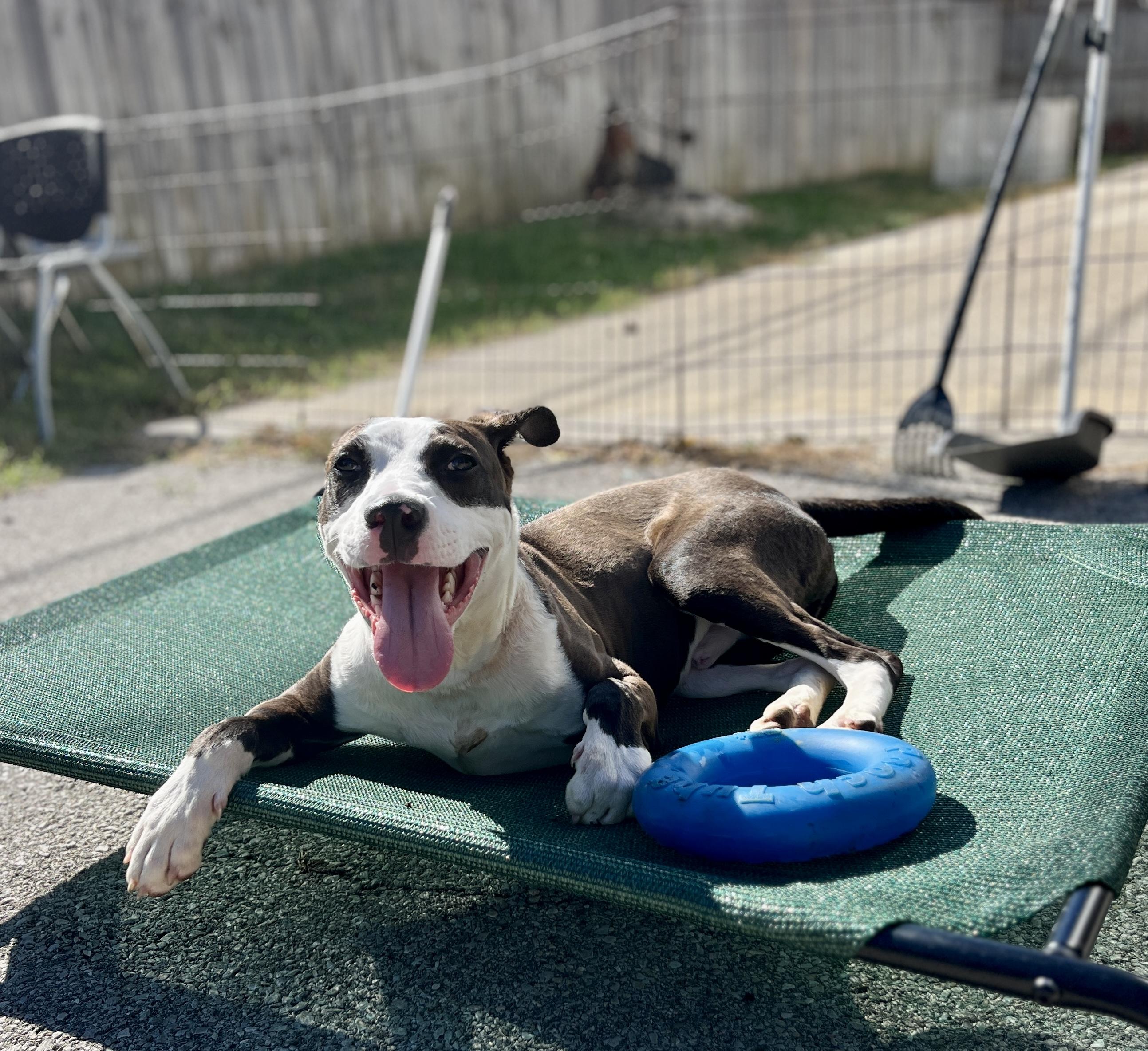 Enlarge Pedro, an adopted Terrier in Lexington, KY image 6/6