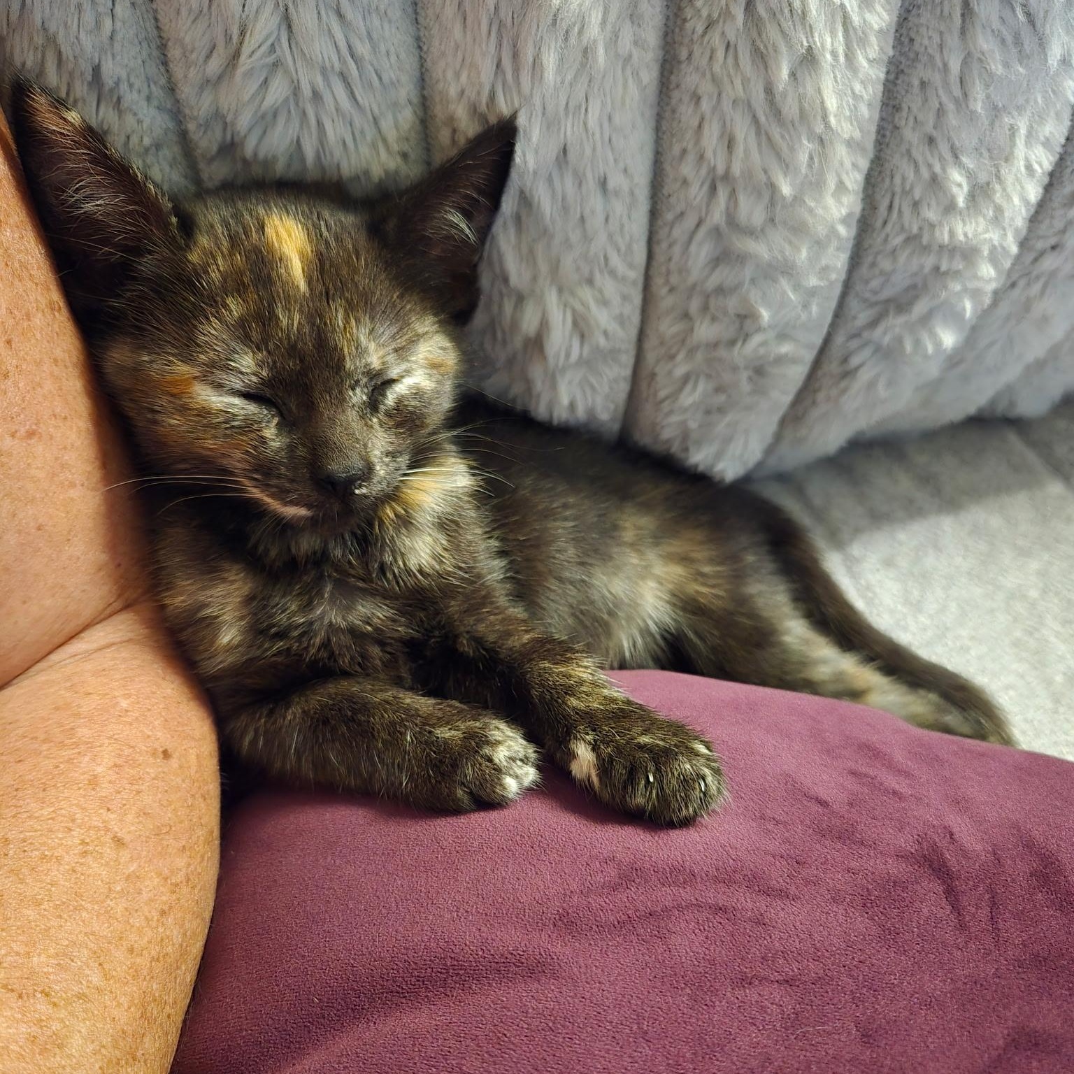 Enlarge Stassi, a Adoptable Domestic Short Hair in Nashville, TN image 4/6