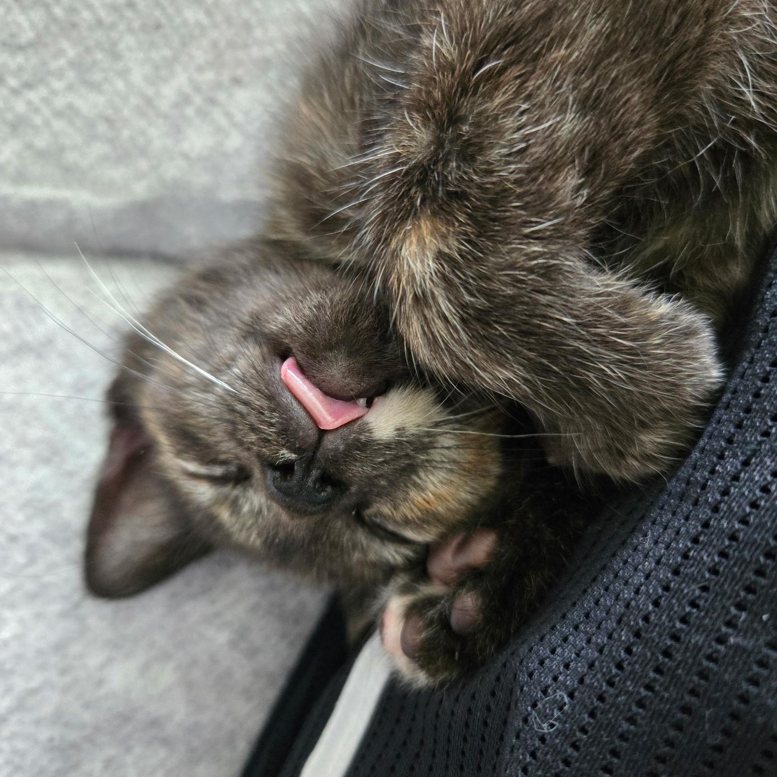Stassi, Adoptable, Young Female Domestic Short Hair.