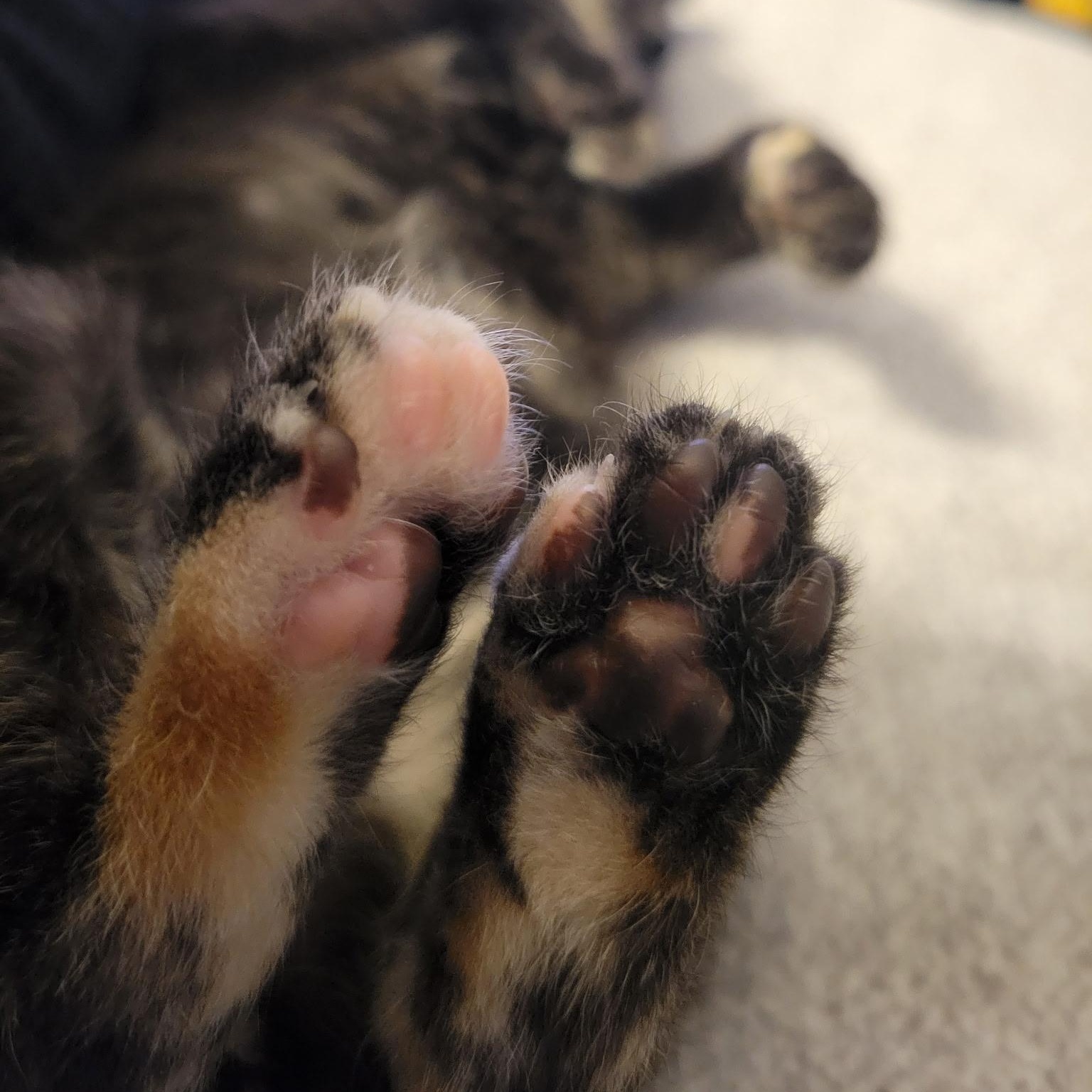 Enlarge Stassi, a Adoptable Domestic Short Hair in Nashville, TN image 2/6