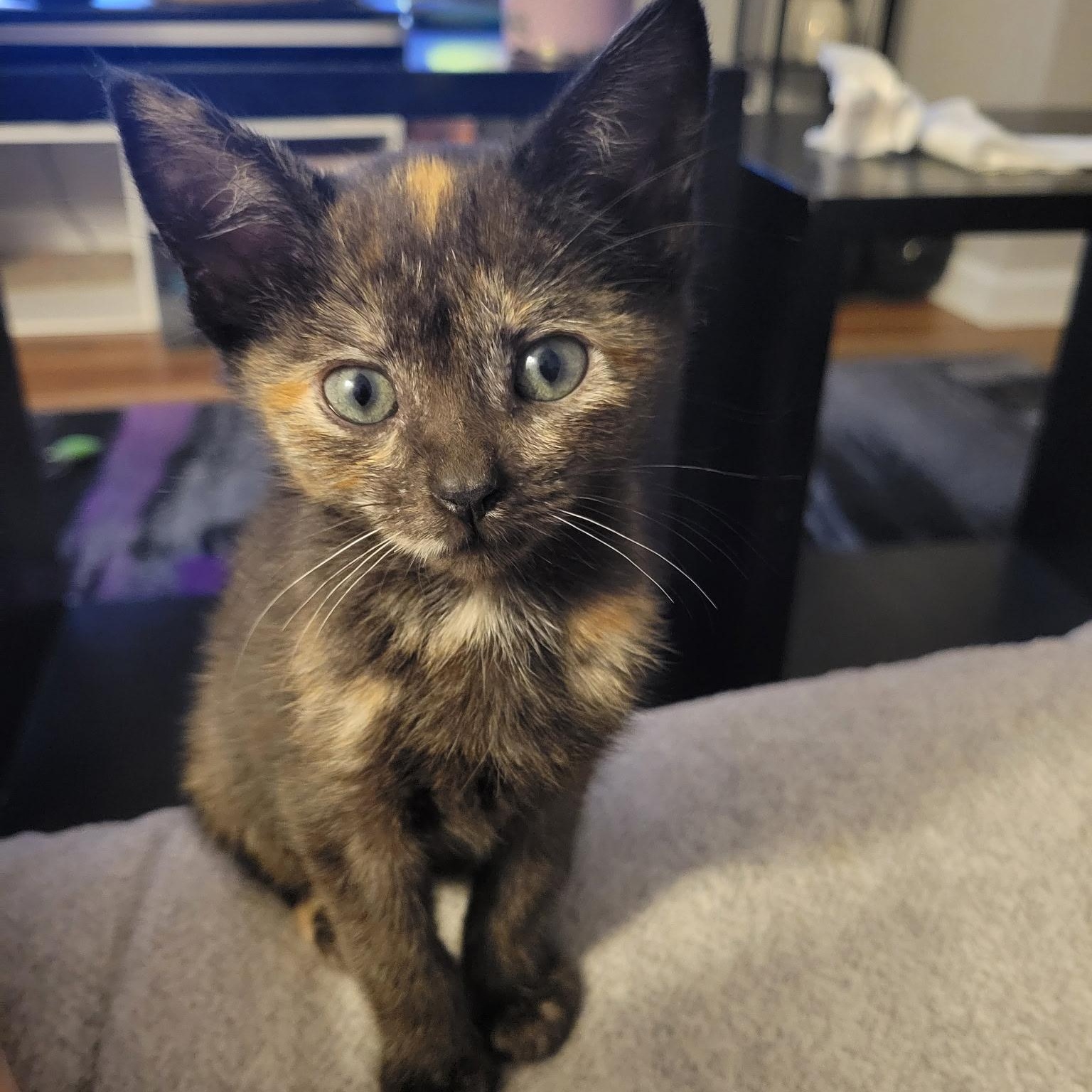 Enlarge Stassi, a Adoptable Domestic Short Hair in Nashville, TN image 3/6